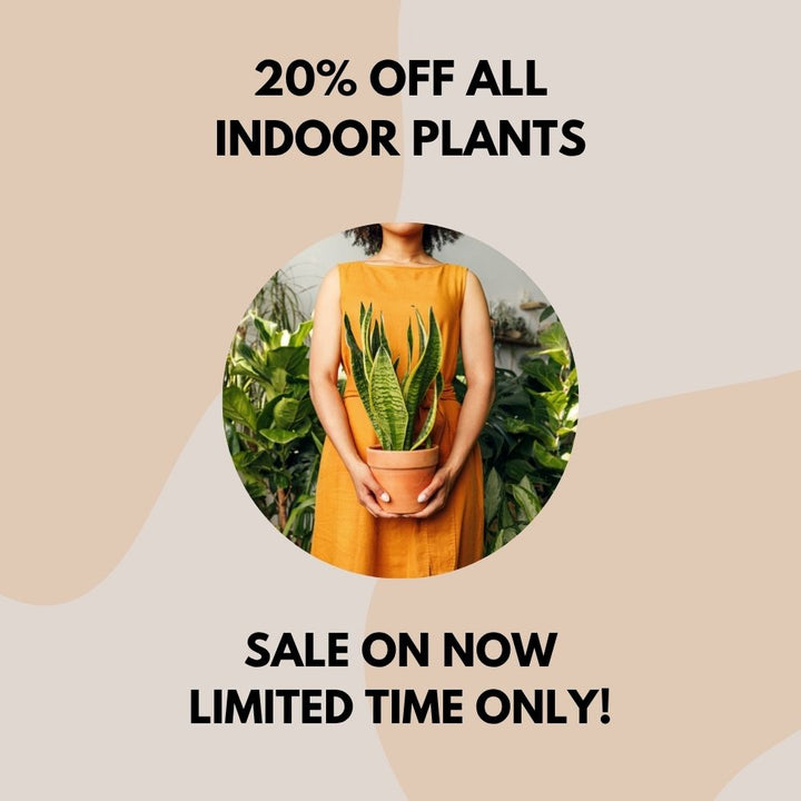 PLANT LOVERS, THIS ONE IS FOR YOU!