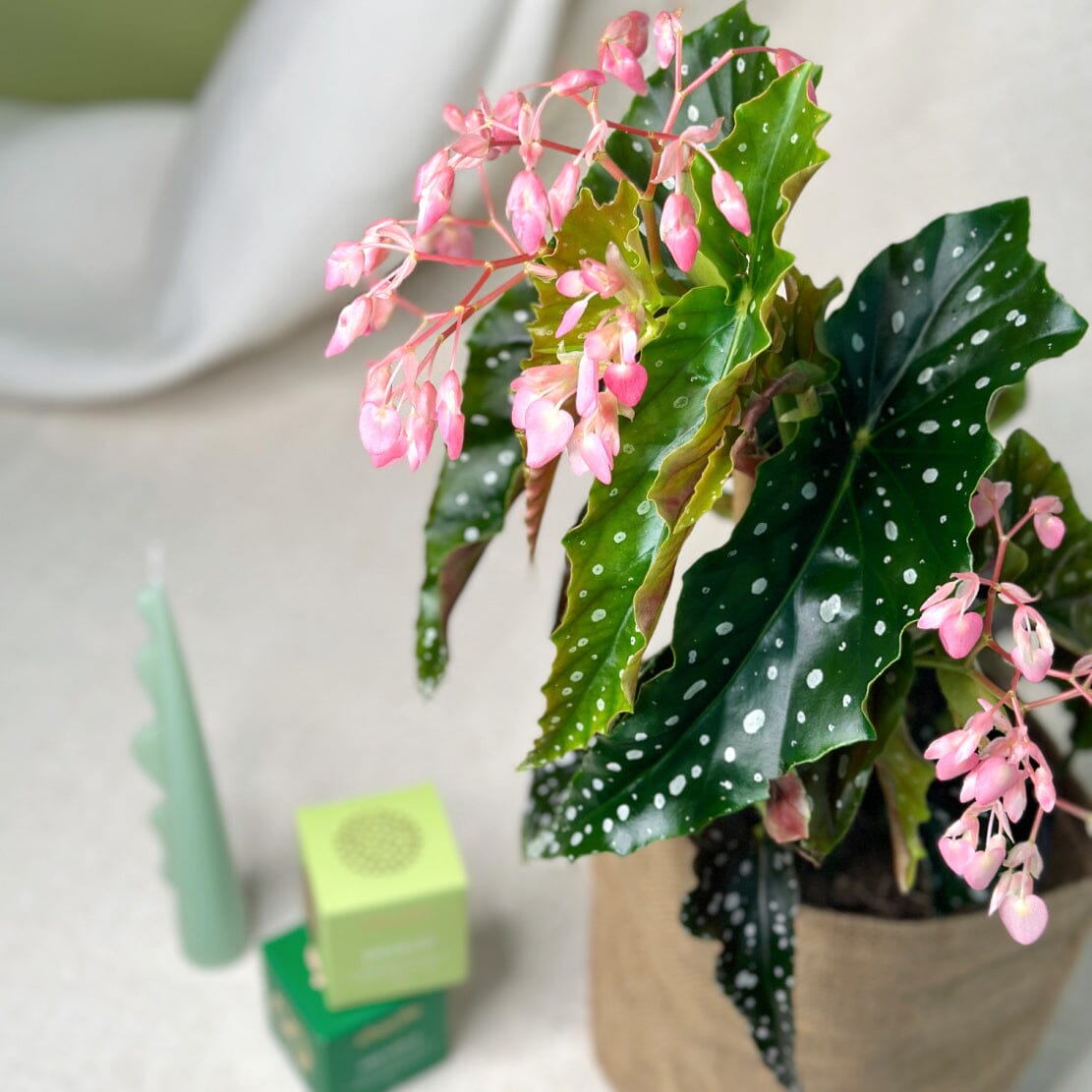 Best indoor plant gift delivery service | Same day gift delivery Melbourne and Geelong | Large Begonia Plant