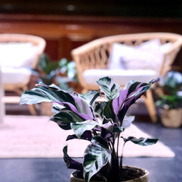 Melbourne and Geelong gift delivery service | Indoor Plant Styling Melbourne and Geelong | These are photographs of our indoor plants styled.