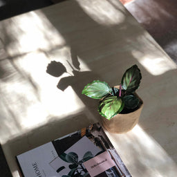 Melbourne and Geelong gift delivery service | Indoor Plant Styling Melbourne and Geelong | These are photographs of our indoor plants styled.