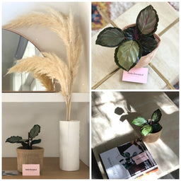 Melbourne and Geelong gift delivery service | Indoor Plant Styling Melbourne and Geelong | These are photographs of our indoor plants styled.