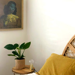 Melbourne and Geelong gift delivery service | Indoor Plant Styling Melbourne and Geelong | These are photographs of our indoor plants styled.