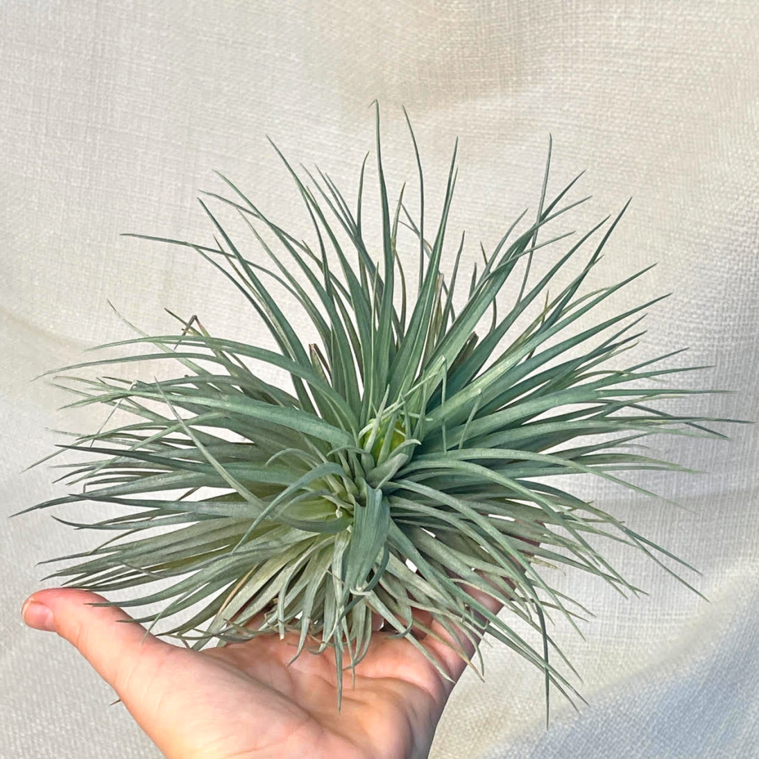 Airplants online | Same day gift delivery Melbourne | Australia-wide gift delivery