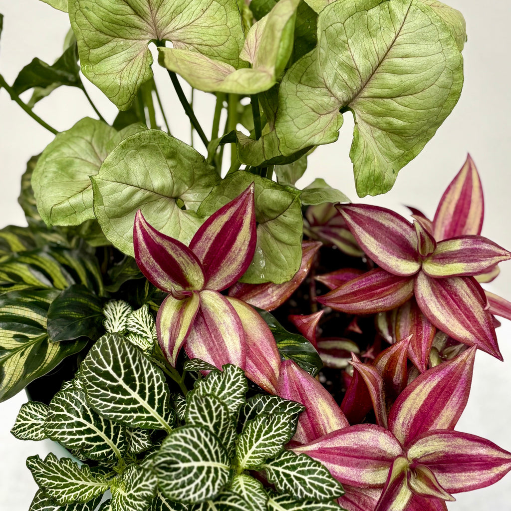 Small & Large Plants