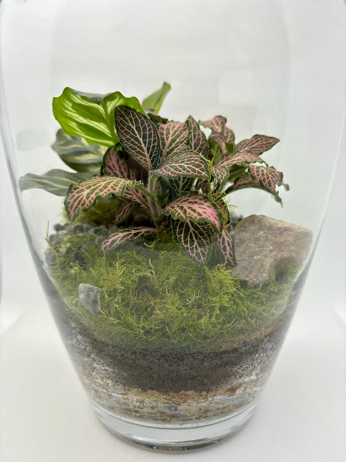 Terrarium by Little Lands