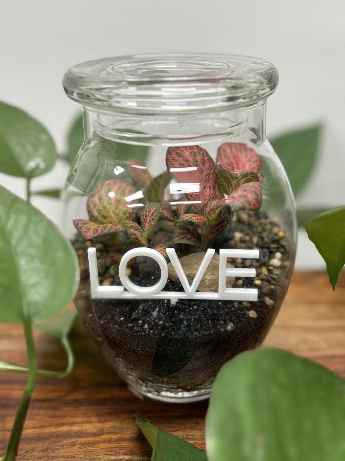 Same day gift delivery Melbourne & Geelong | Online gift delivery Melbourne | Little Land Terrarium |
