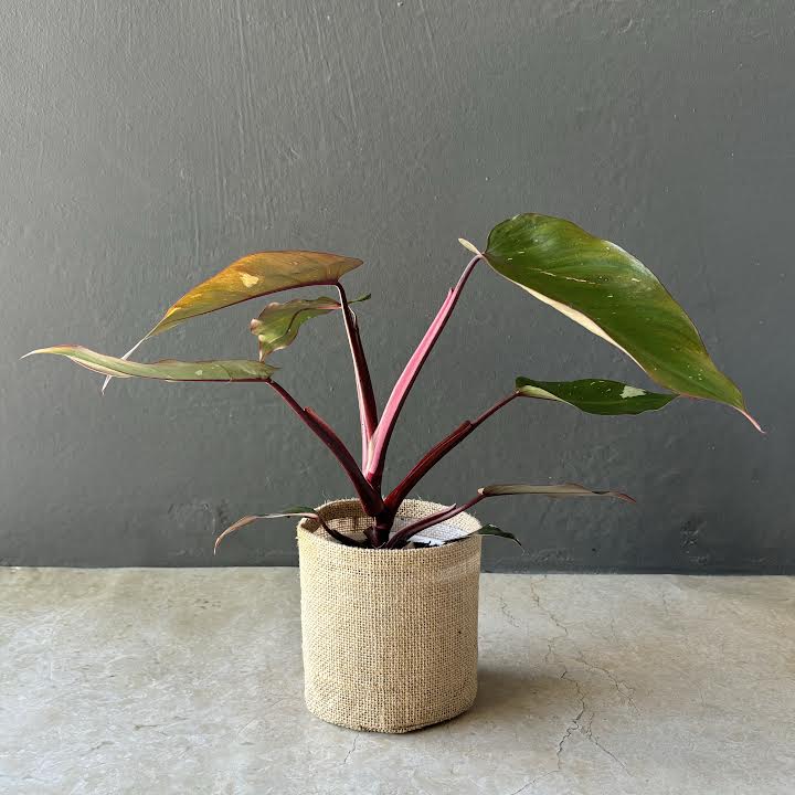 Premium - Small Philodendron Pink Princess