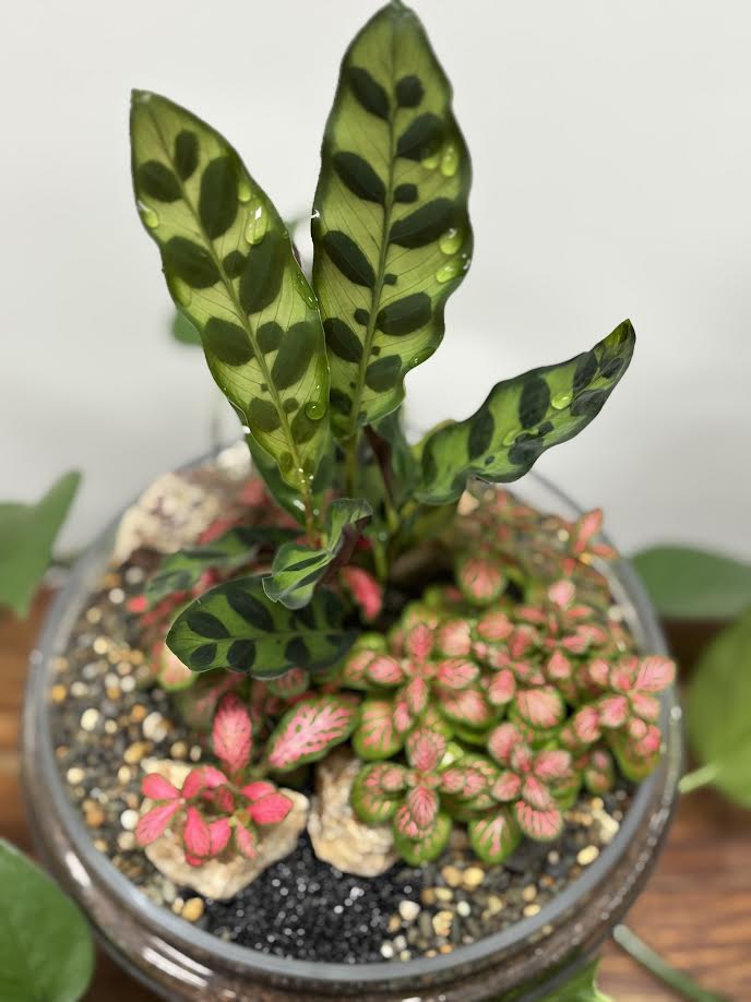 Same day gift delivery Melbourne & Geelong | Online gift delivery Melbourne | Little Land Terrarium |