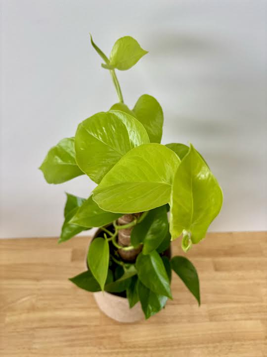 Large Golden Pothos Plant