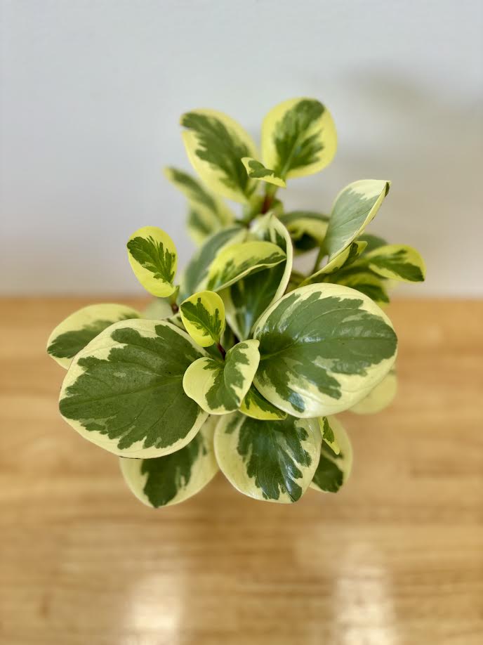 Small Peperomia Optipan Bicolor