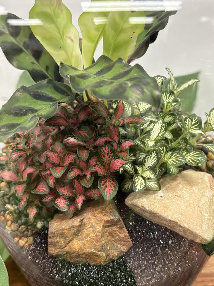 Same day gift delivery Melbourne & Geelong | Online gift delivery Melbourne | Little Land Terrarium |
