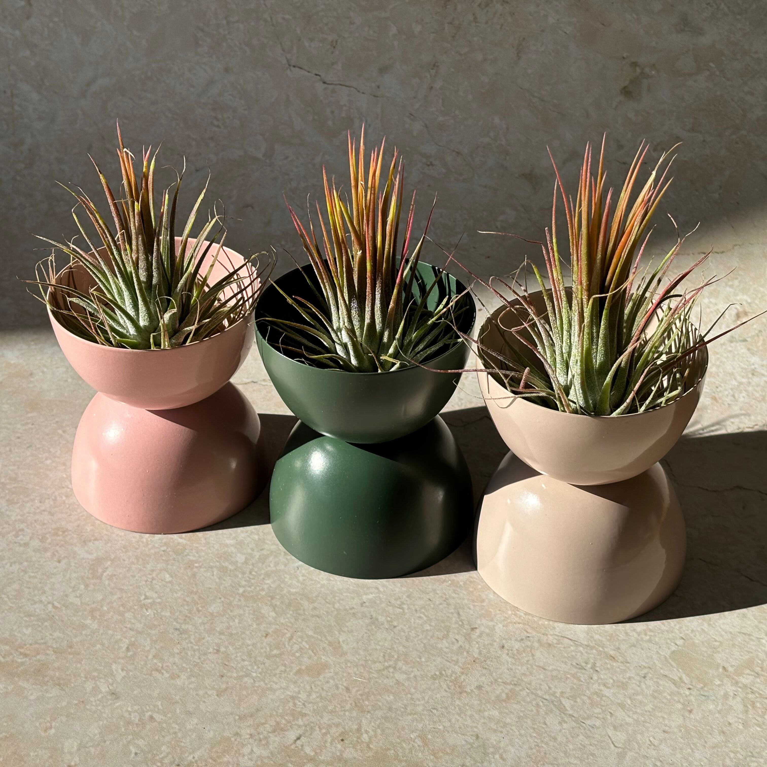 Same day online plant delivery | Same day online gift delivery | Air Plant Tillandsia