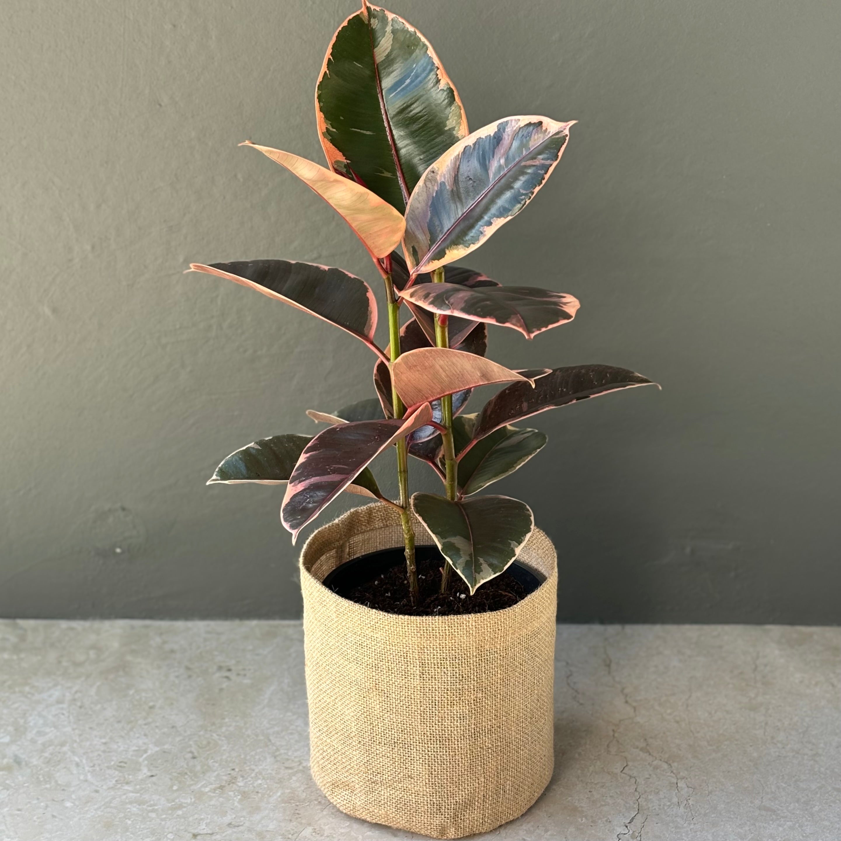 same day melbourne gift delivery | hello botanical | ficus elastica ruby