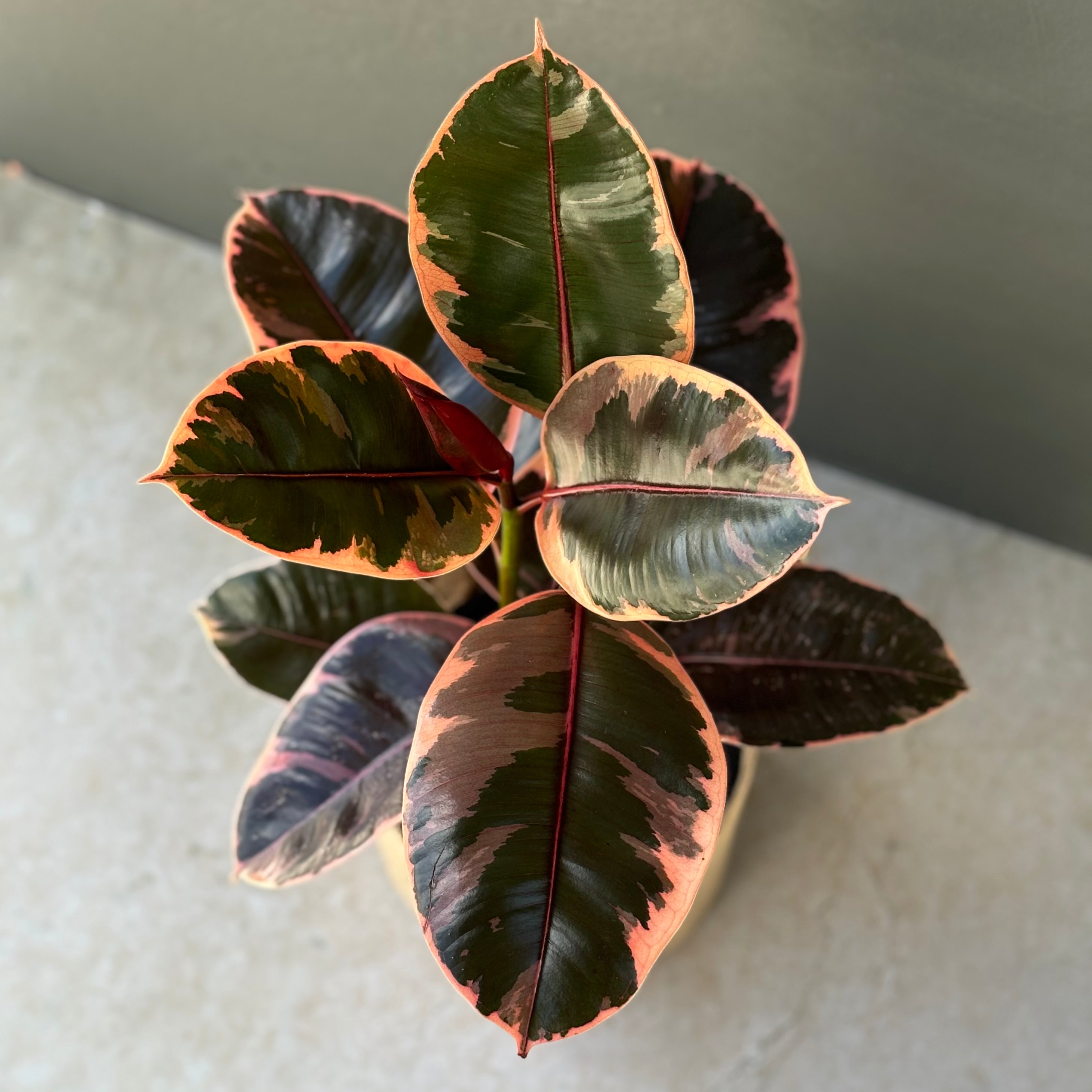 same day melbourne gift delivery | hello botanical | ficus elastica ruby