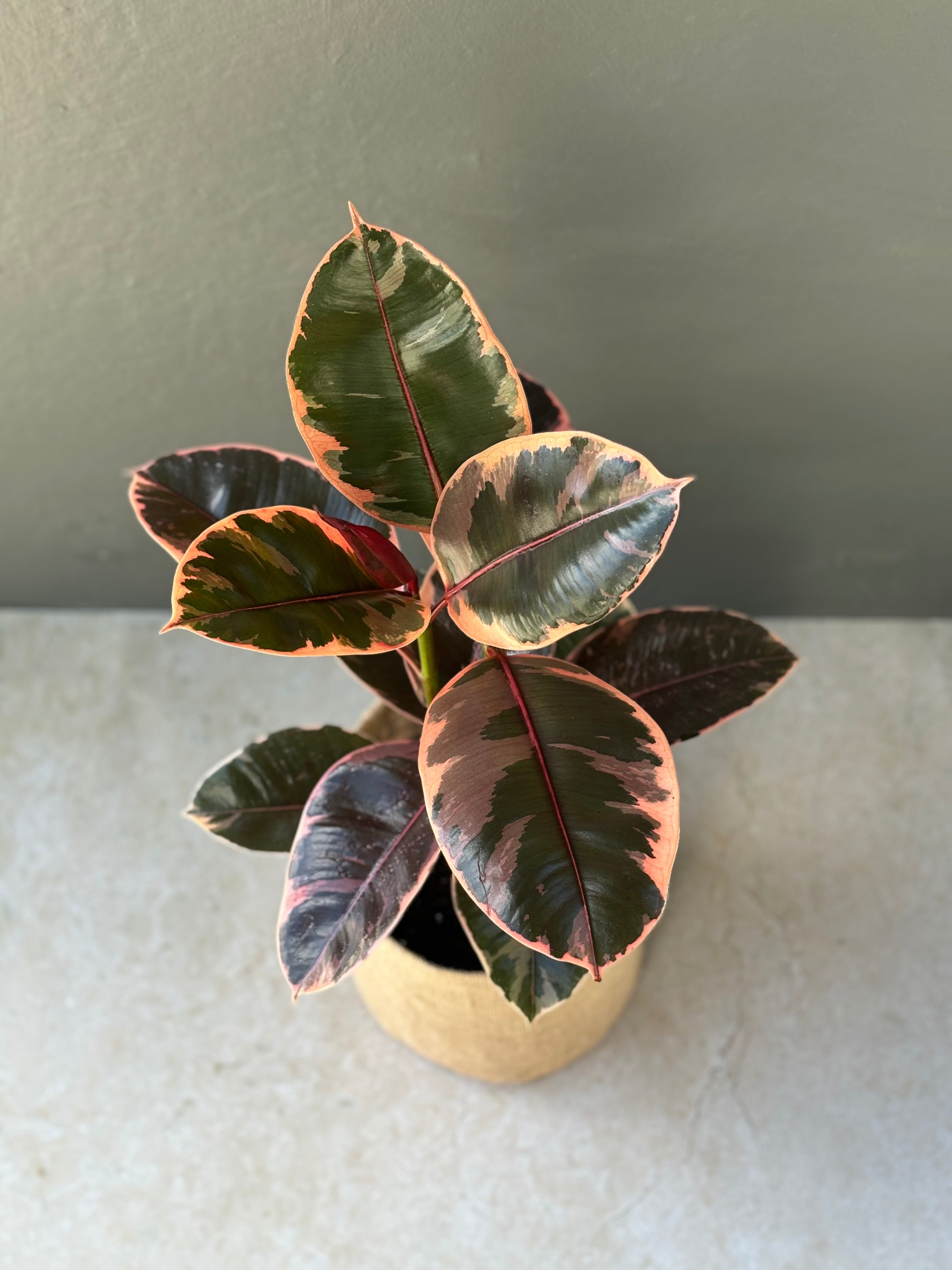 same day melbourne gift delivery | hello botanical | ficus elastica ruby