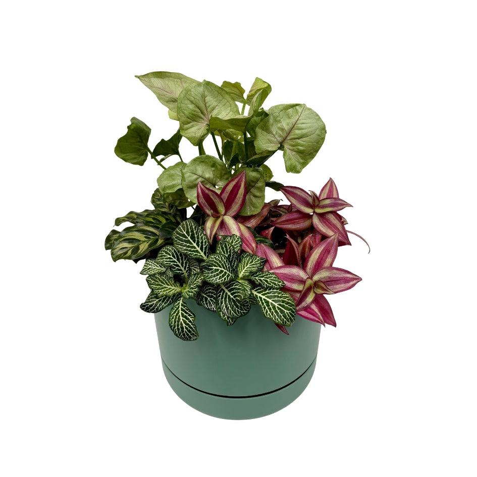 Same day online indoor plant delivery Melbourne & Geelong | Same day online gift delivery | Potted indoor plant garden arrangement Mr Kitly Selfwatering Pot