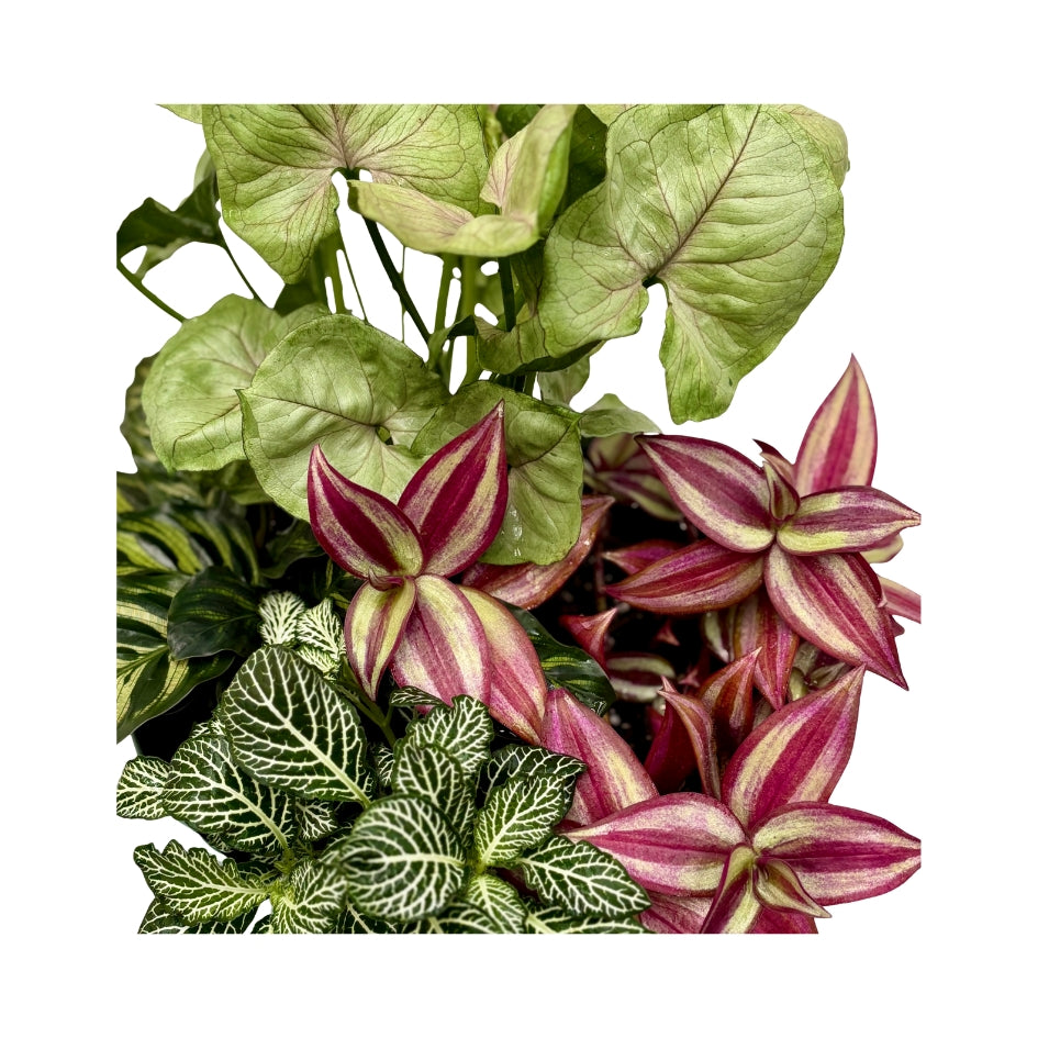 Same day online indoor plant delivery Melbourne & Geelong | Same day online gift delivery | Potted indoor plant garden arrangement Mr Kitly Selfwatering Pot