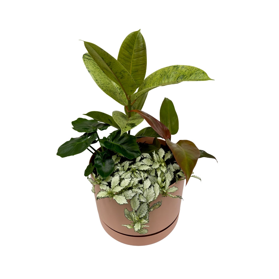 Same day online indoor plant delivery Melbourne & Geelong | Same day online gift delivery | Potted indoor plant garden arrangement Mr Kitly Selfwatering Pot