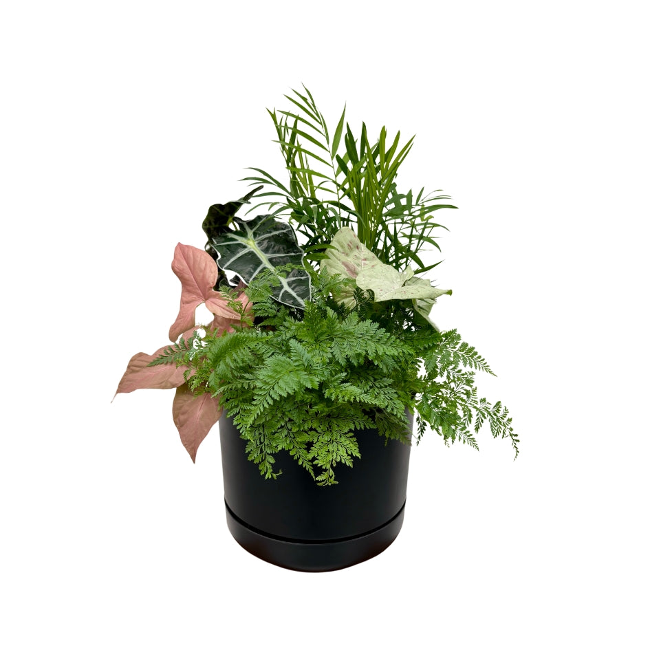 Same day online indoor plant delivery Melbourne & Geelong | Same day online gift delivery | Potted indoor plant garden arrangement Mr Kitly Selfwatering Pot