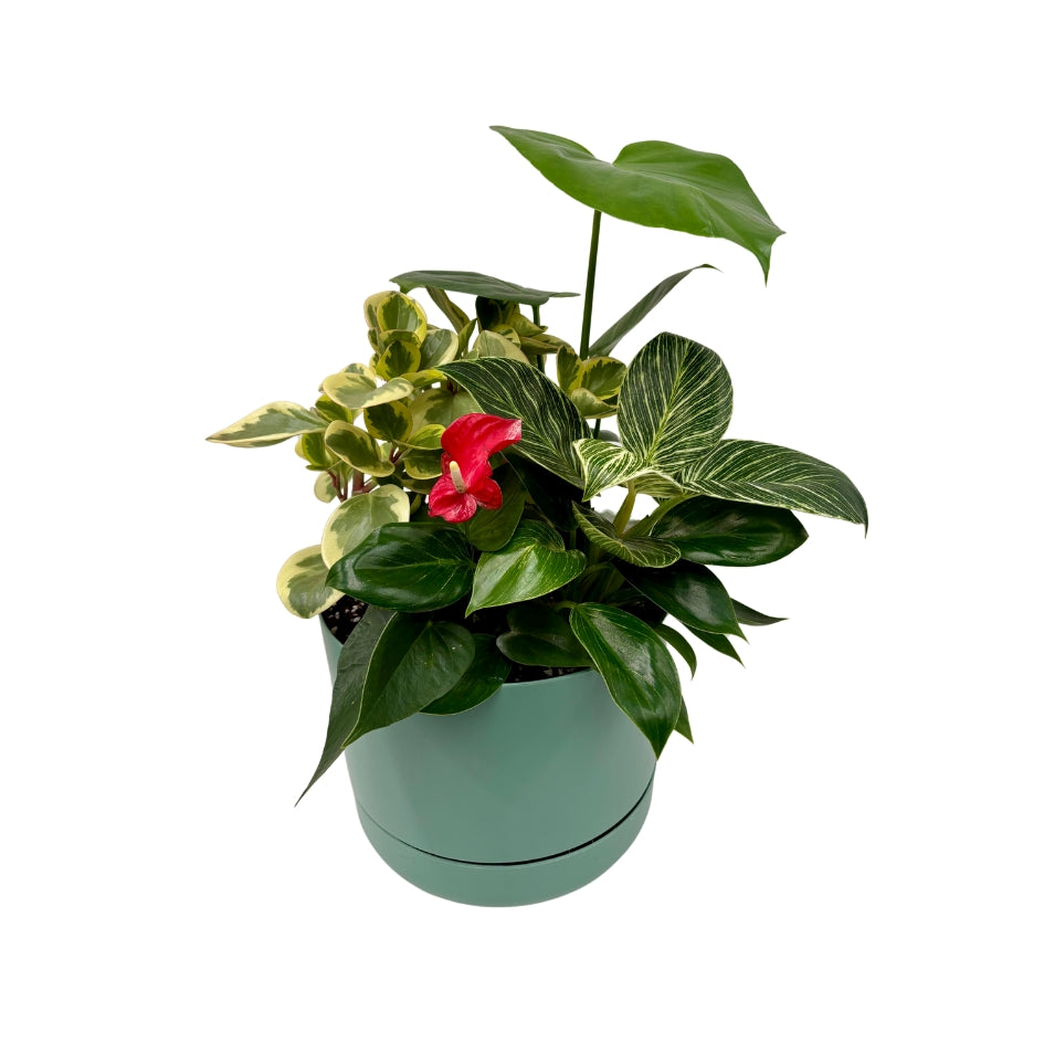 Same day online indoor plant delivery Melbourne & Geelong | Same day online gift delivery | Potted indoor plant garden arrangement Mr Kitly Selfwatering Pot