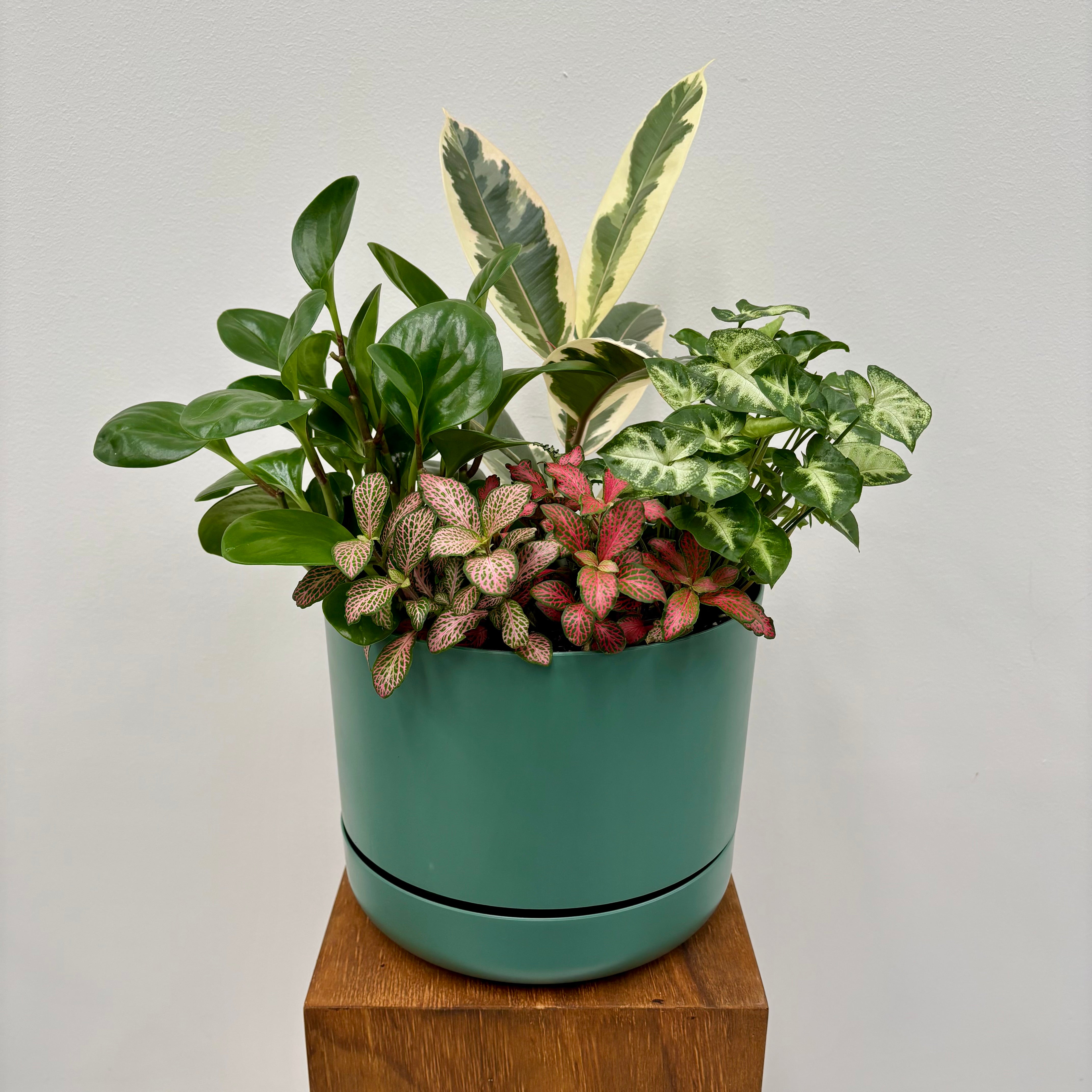 Same day online indoor plant delivery Melbourne & Geelong | Same day online gift delivery | Potted garden Mr Kitly Selfwatering Pot