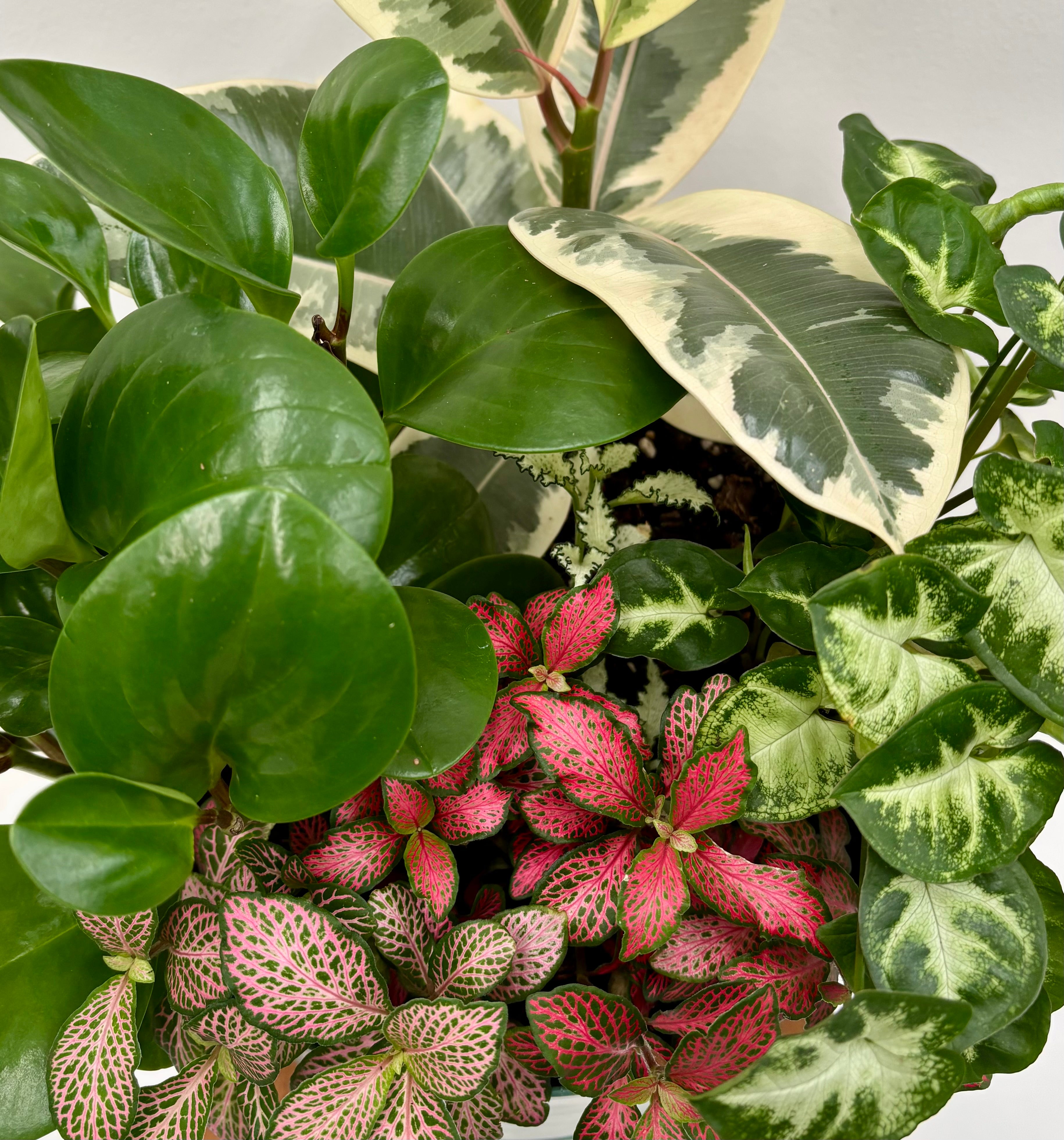 Same day online indoor plant delivery Melbourne & Geelong | Same day online gift delivery | Potted garden Mr Kitly Selfwatering Pot
