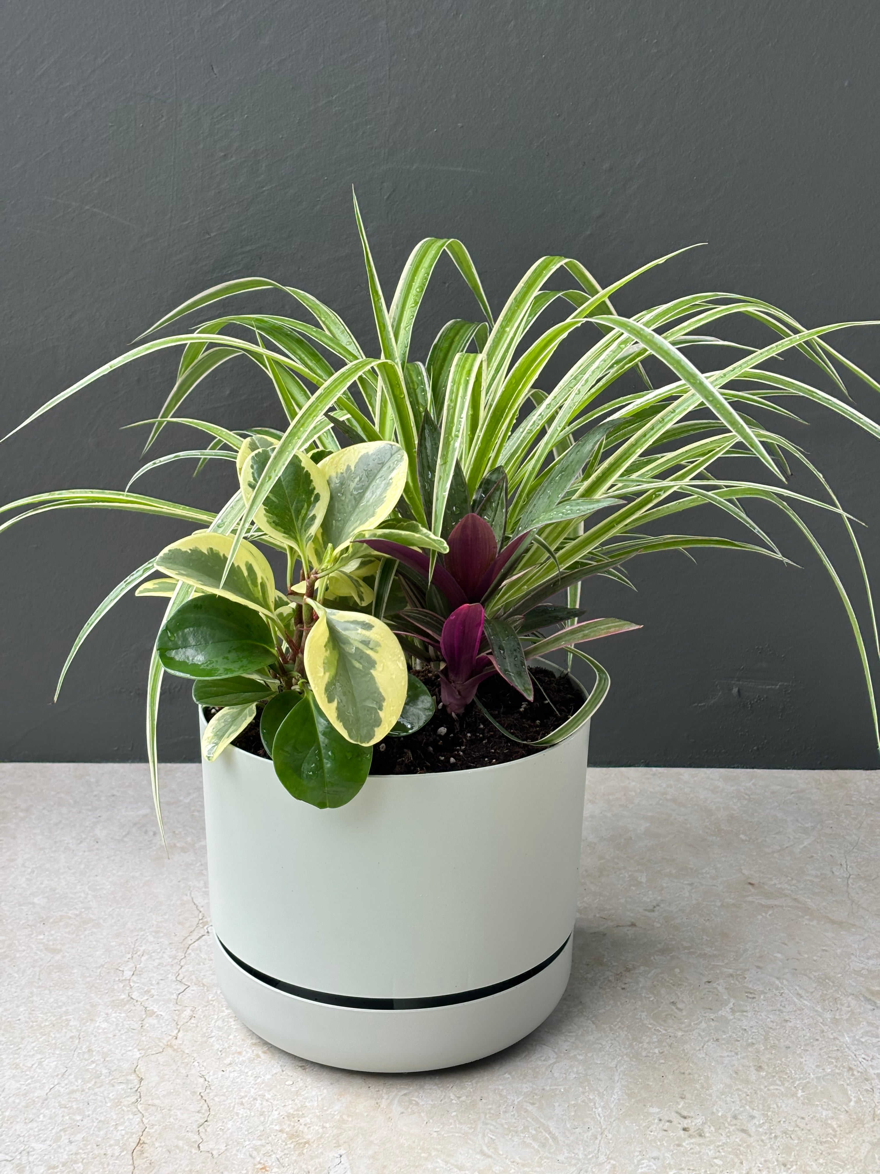 Same day indoor plant delivery Melbourne & Geelong | Same day gift delivery