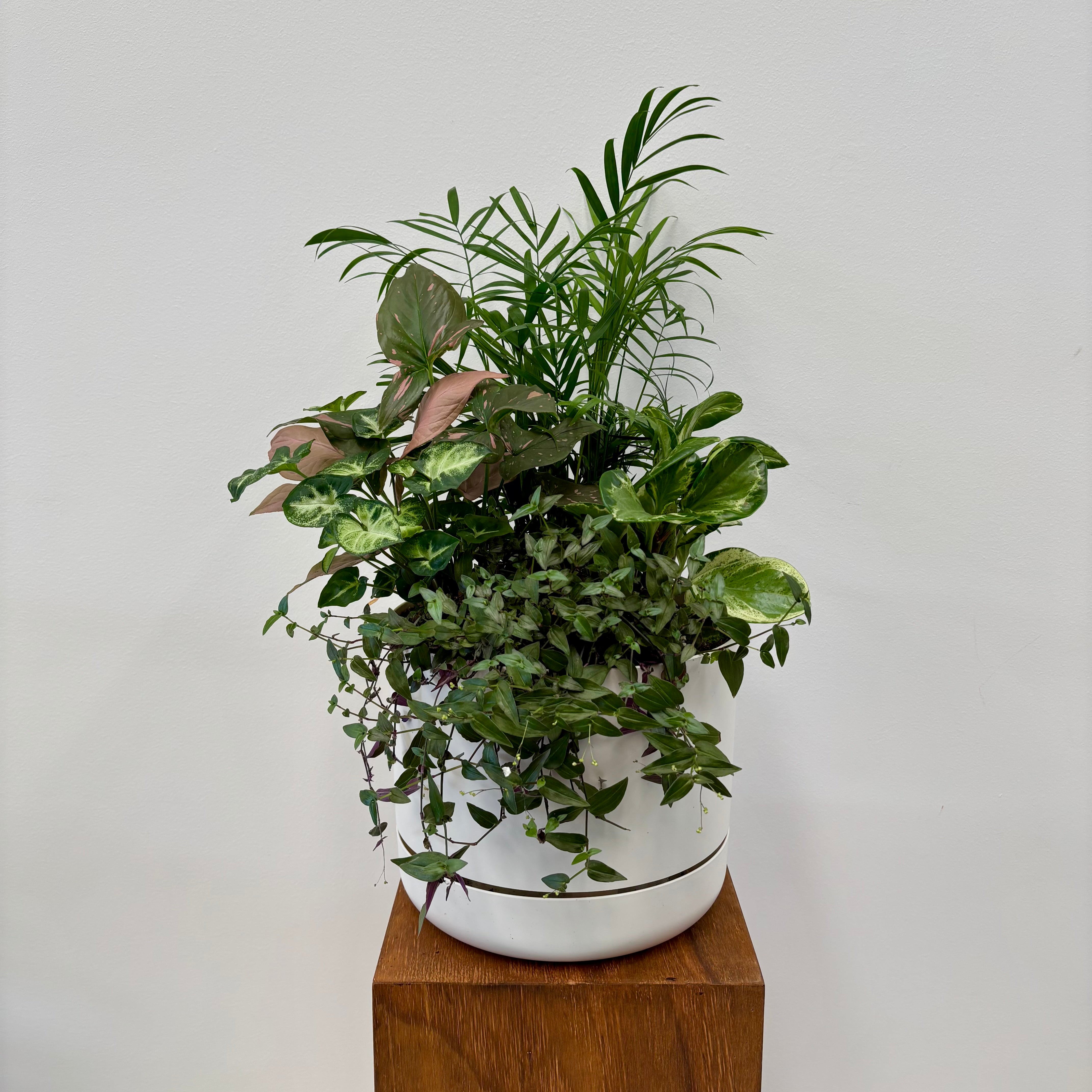 Same day online indoor plant delivery Melbourne & Geelong | Same day online gift delivery | Potted garden Mr Kitly Selfwatering Pot