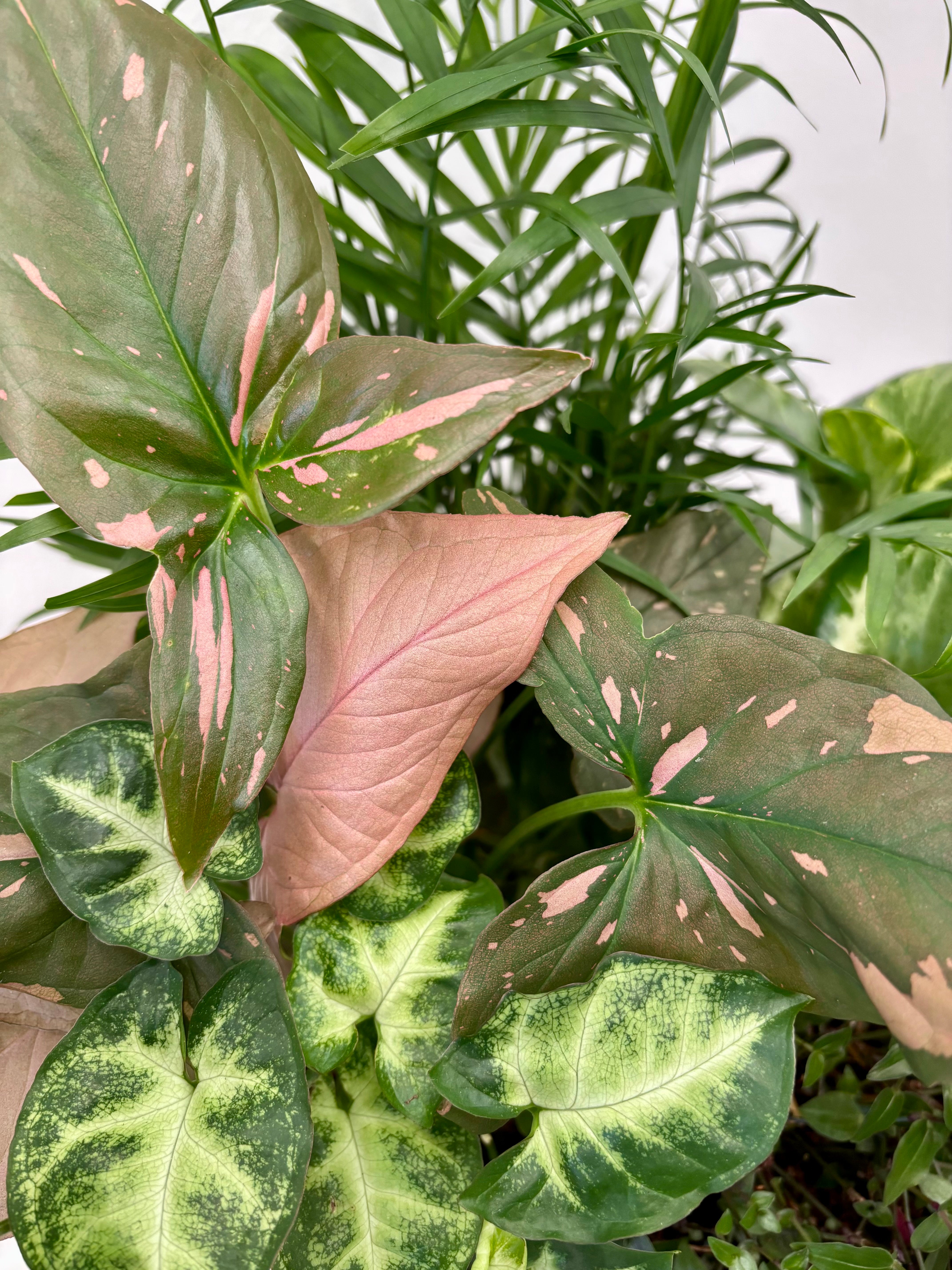 Same day online indoor plant delivery Melbourne & Geelong | Same day online gift delivery | Potted garden Mr Kitly Selfwatering Pot