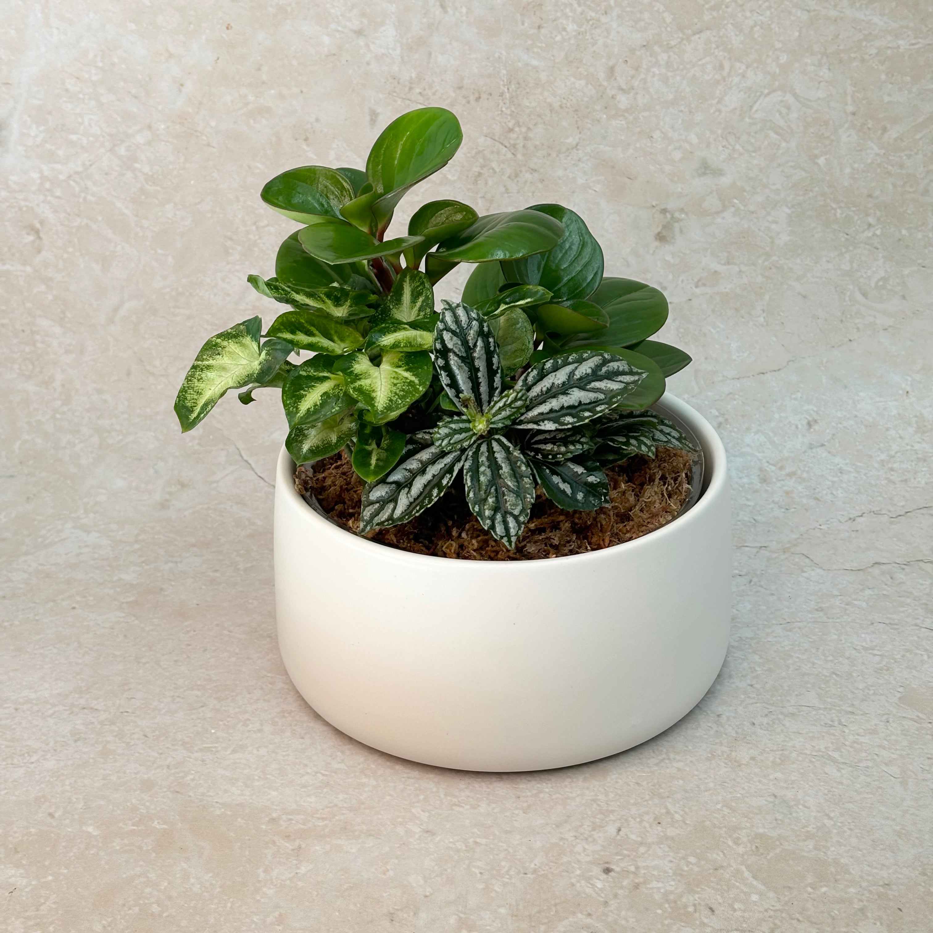 Premium - Small Potted Foliage Garden