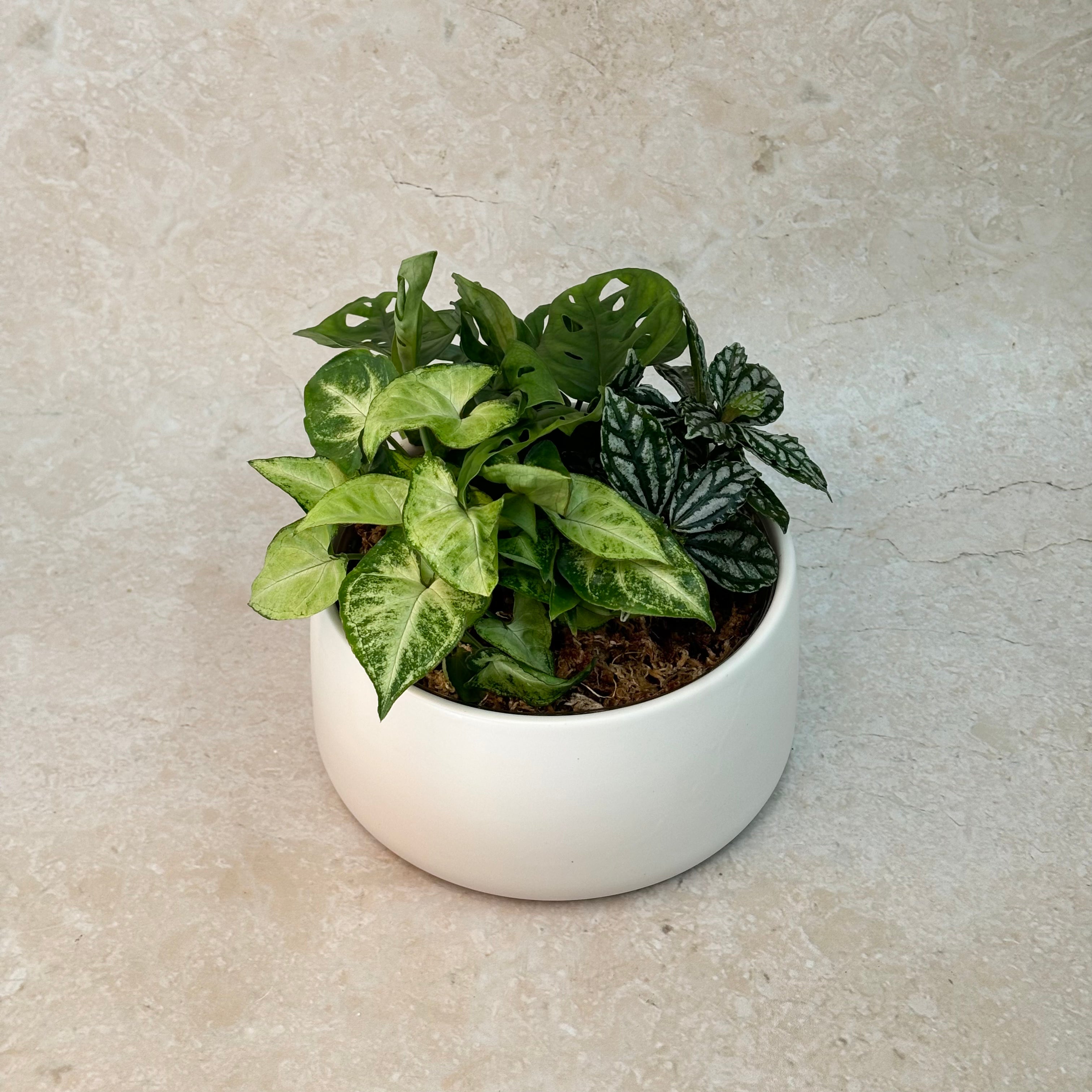 Premium - Small Potted Foliage Garden