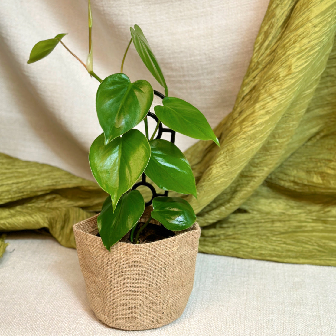heartleaf philodendron melbourne Same Day Gift Delivery Melbourne & Geelong