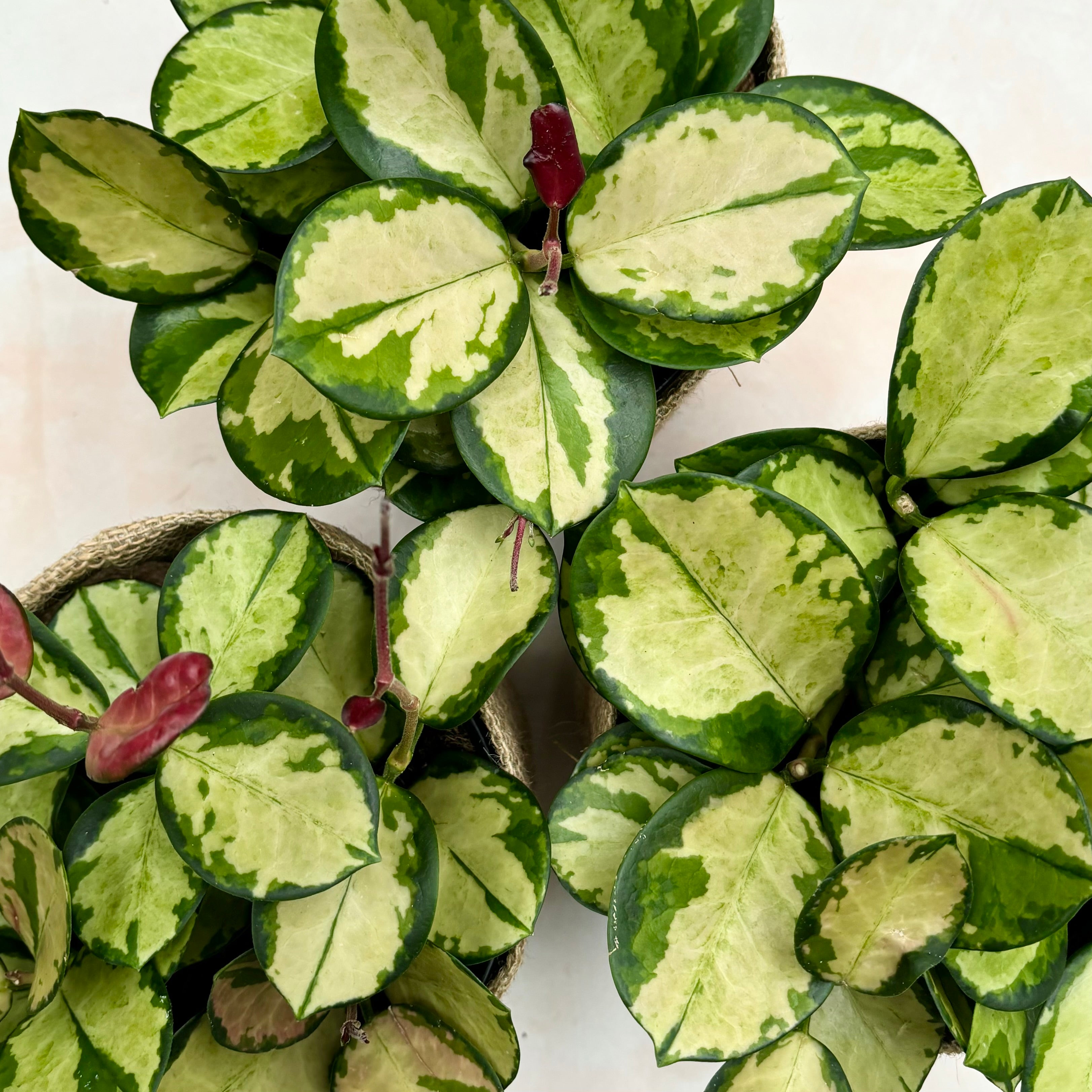 Best Indoor Plant and Same Day Gift Delivery Service Melbourne and Geelong | Variegated Hoya Carnosa Plants 