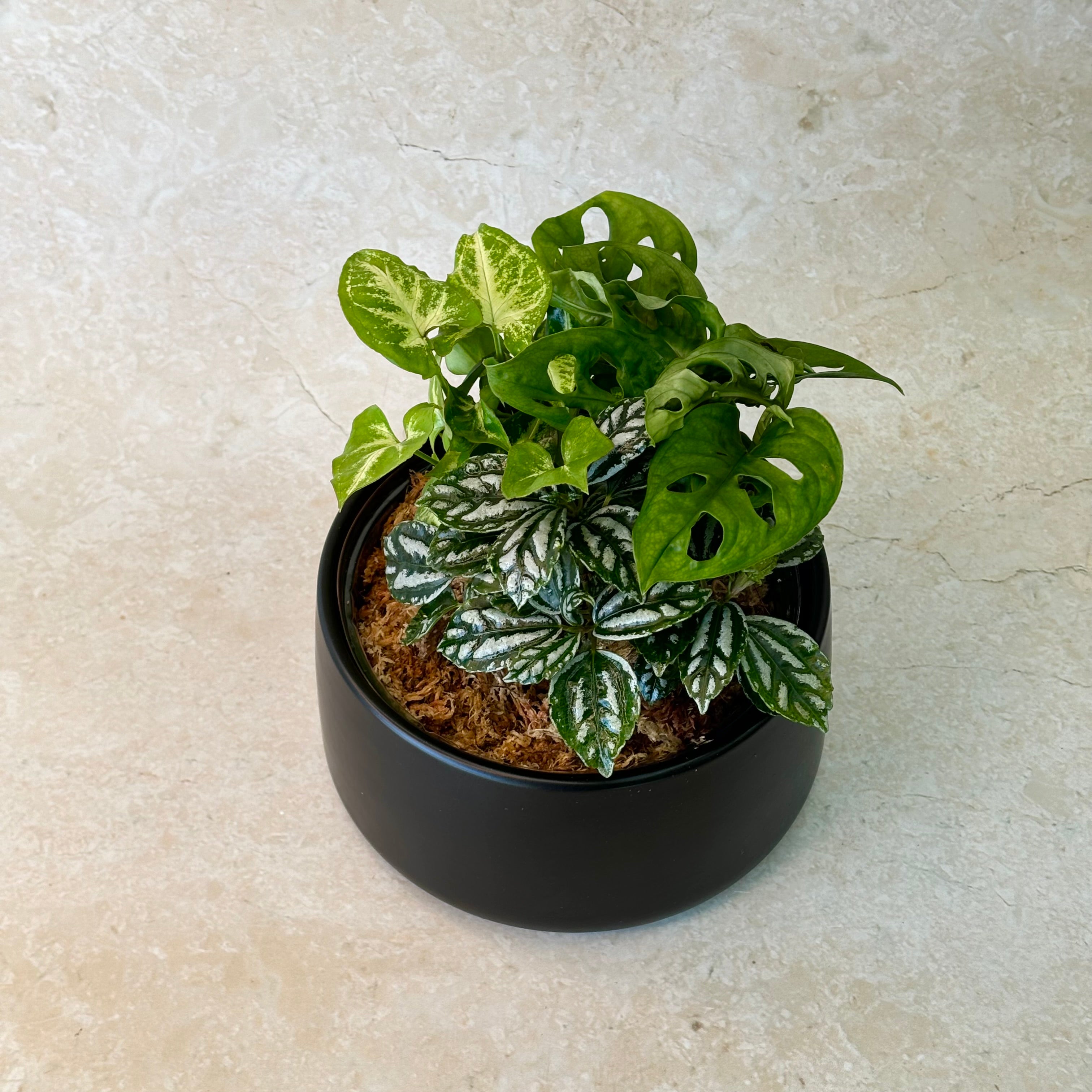 Premium - Small Potted Foliage Garden