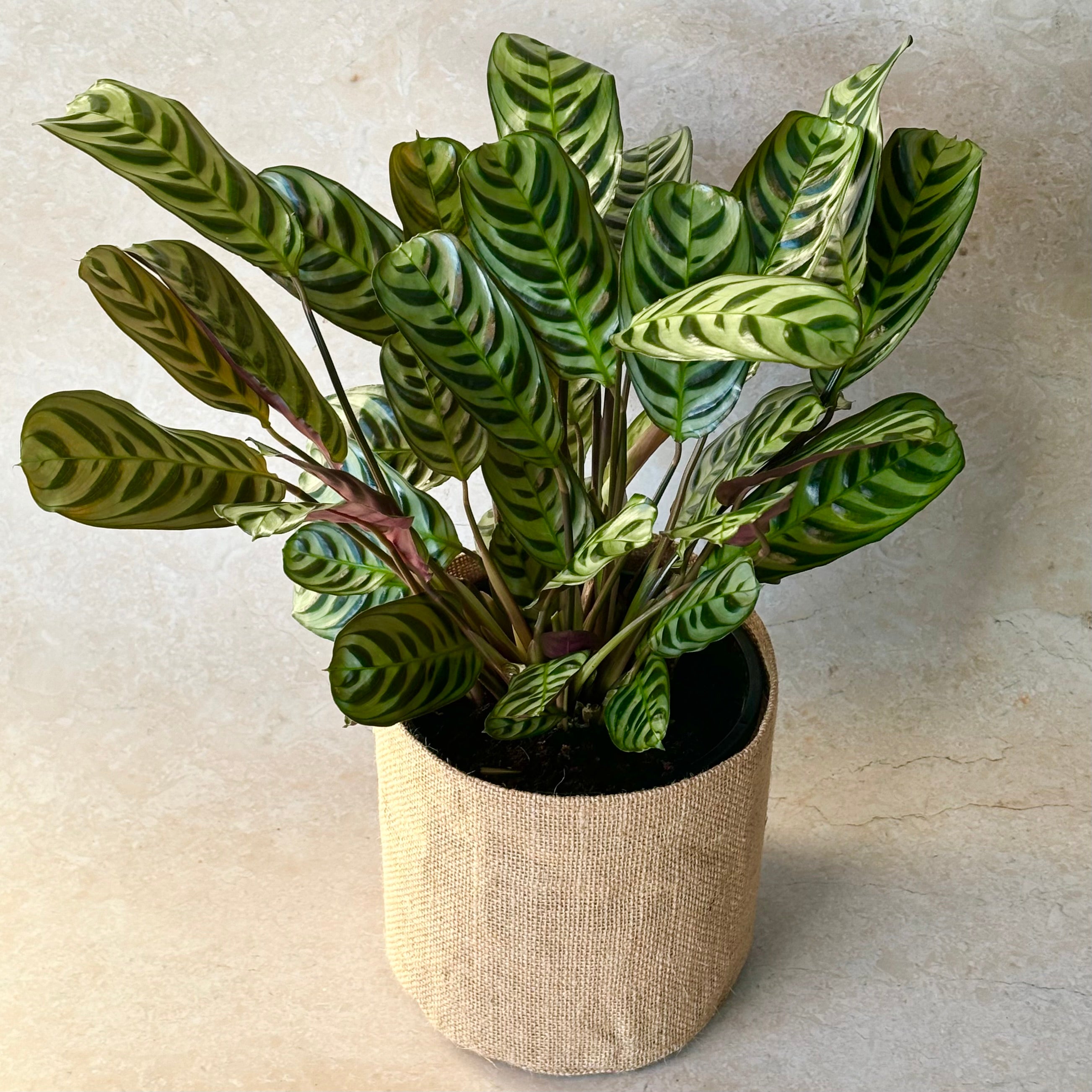 Large Ctenanthe 'Fishbone Prayer' Plant