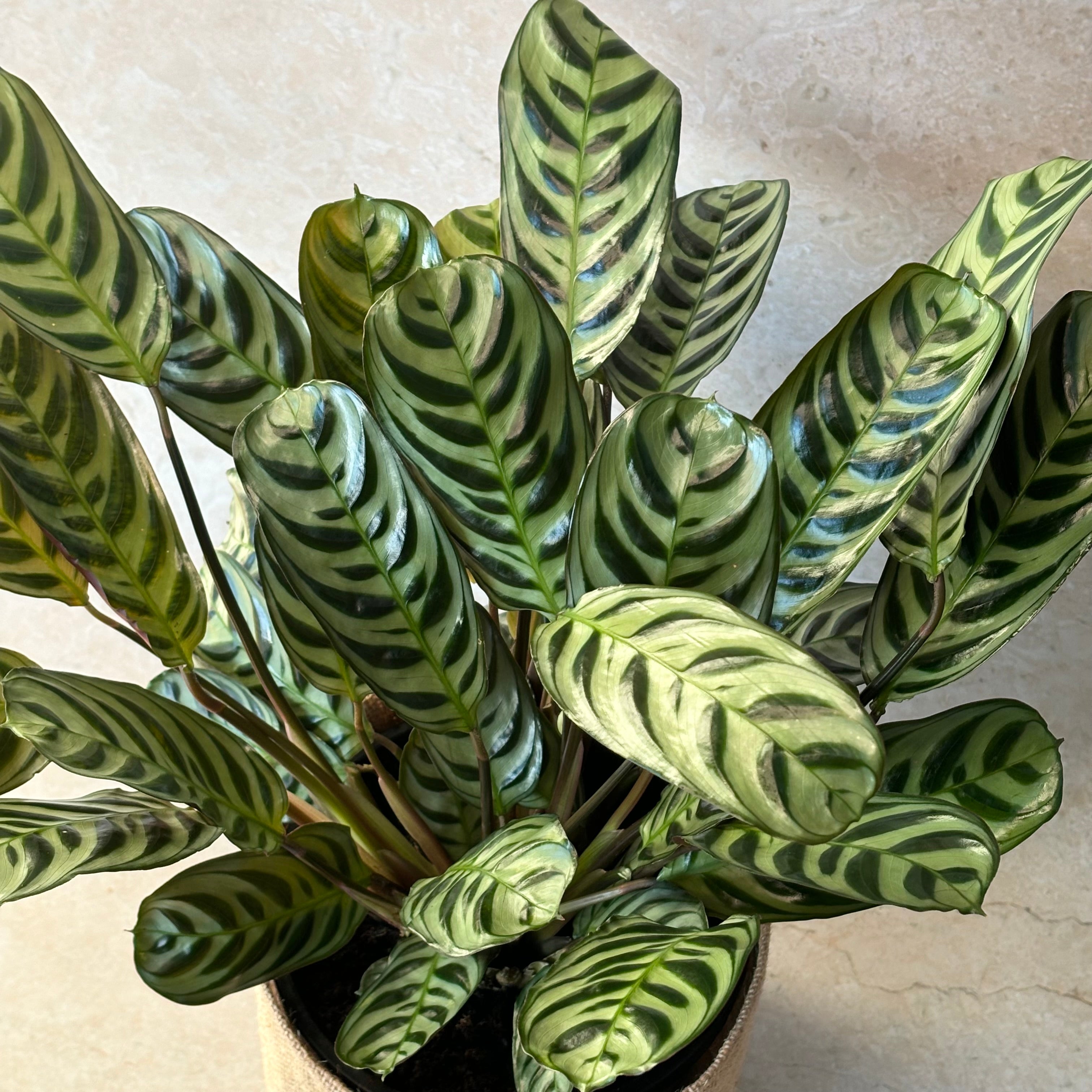 Large Ctenanthe 'Fishbone Prayer' Plant