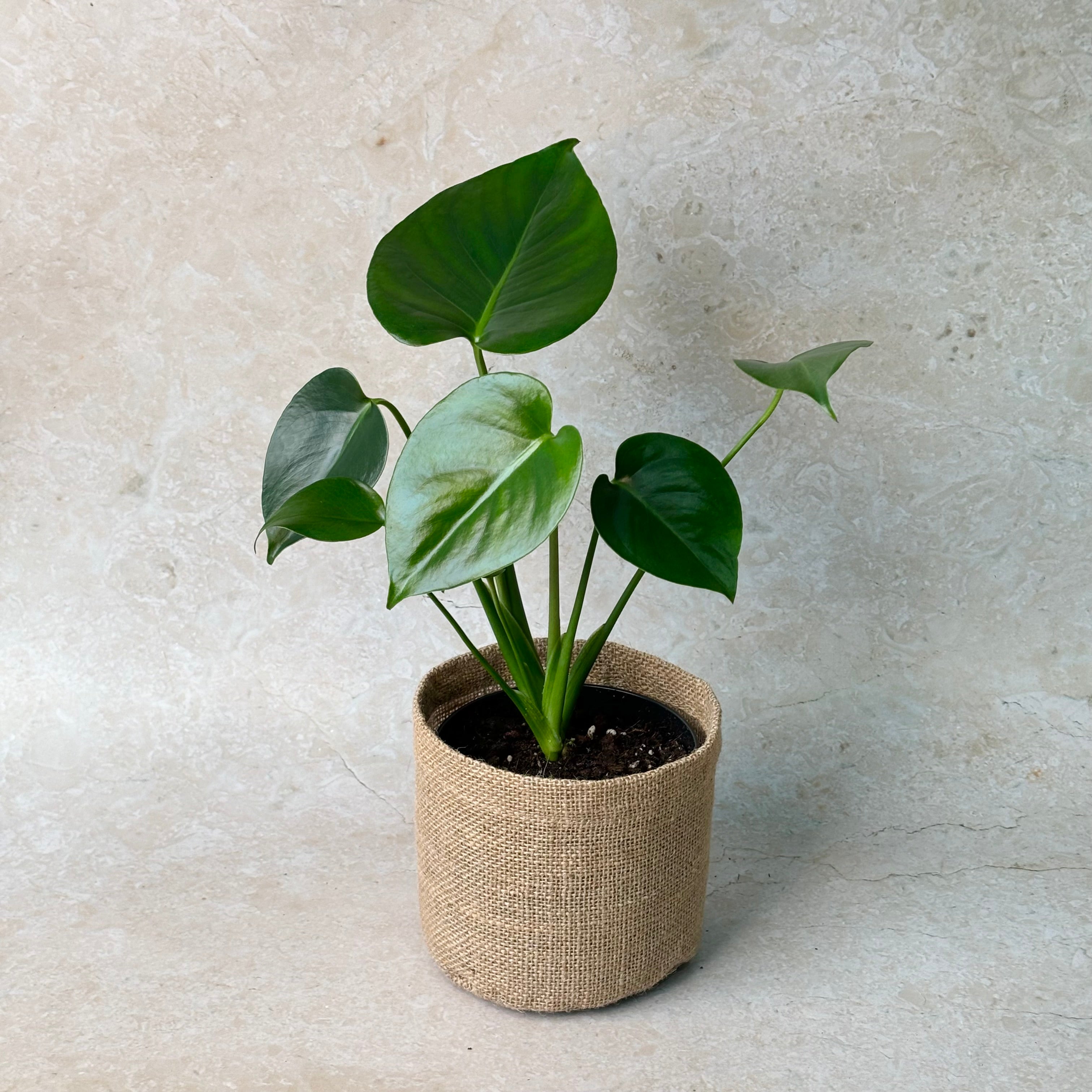 indoor plants delivery melbourne Same Day Melbourne Gift Delivery Service