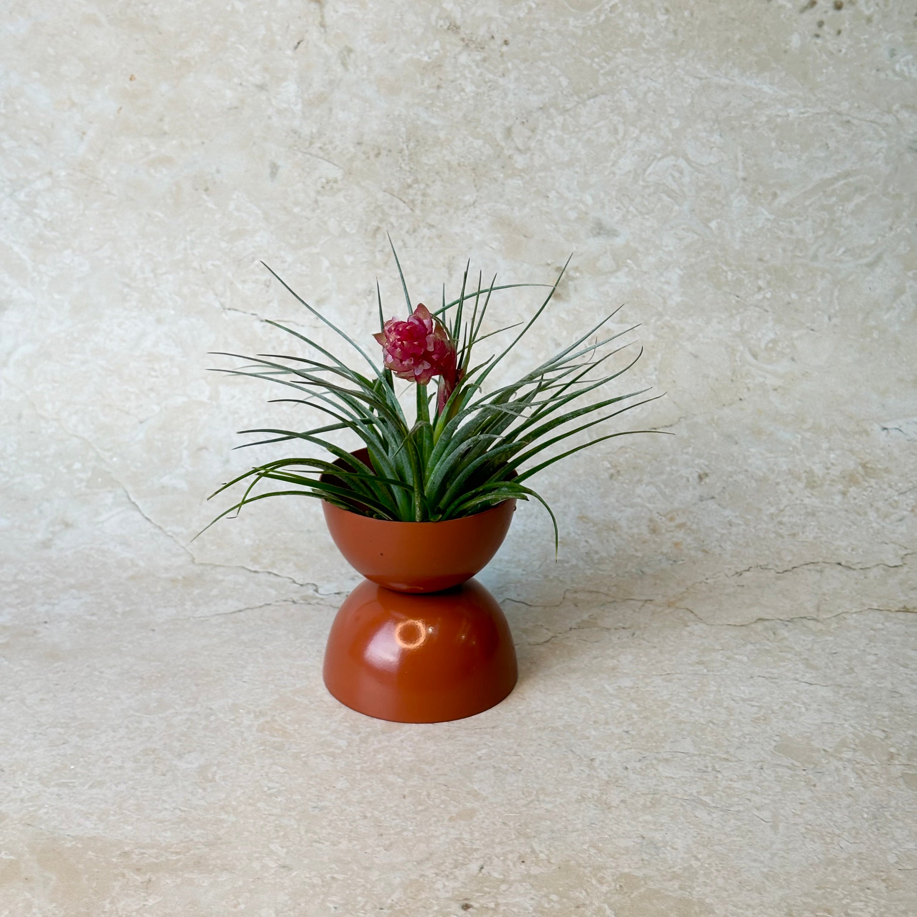 Same day online indoor plant delivery Melbourne & Geelong | Same day online gift delivery Australia-wide | Air Plants Tillandsia