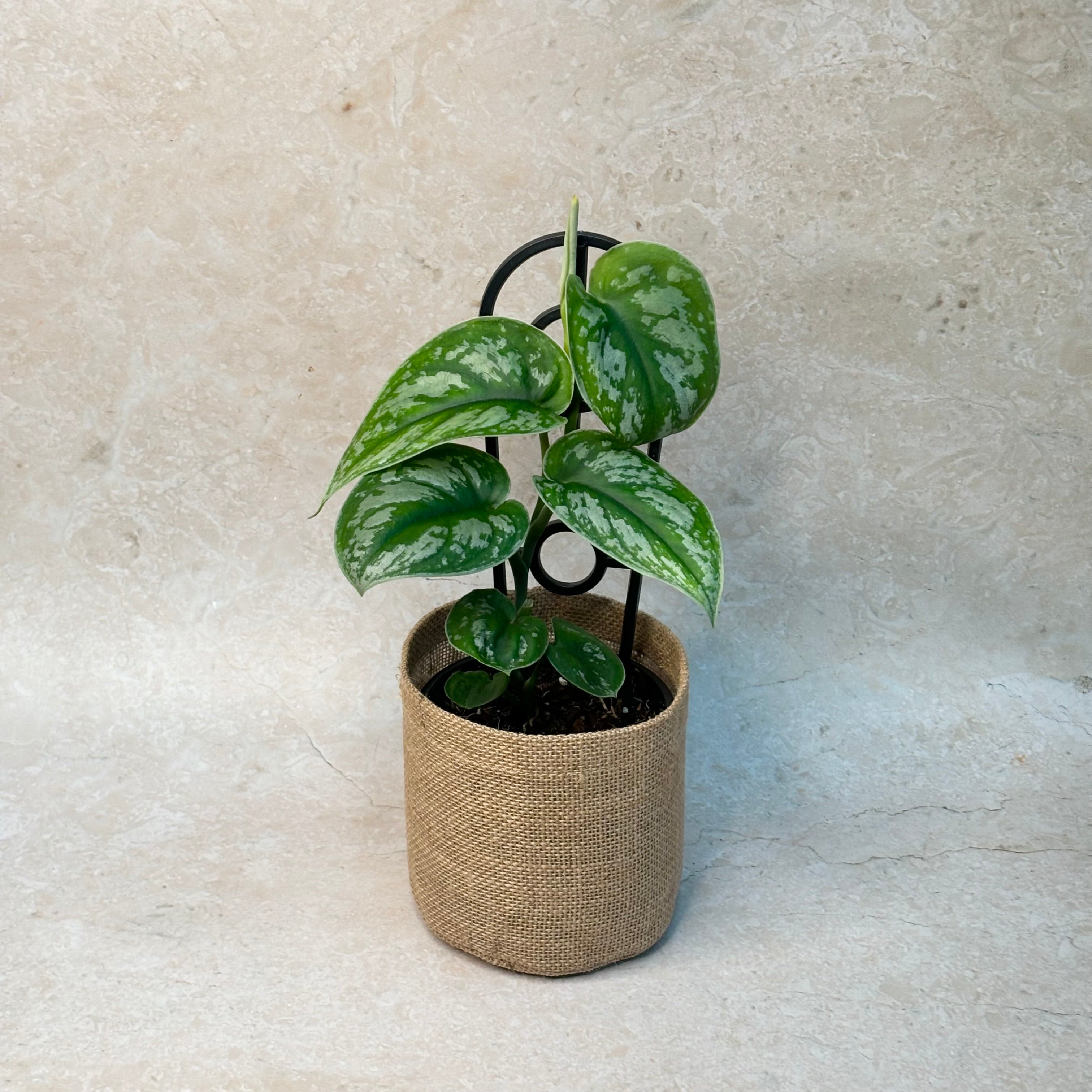 Same day indoor plant gift delivery | Epipremnum Silver Satin Plant Online | Online gift delivery Melbourne and Australia-wide | Same day indoor plant gift delivery