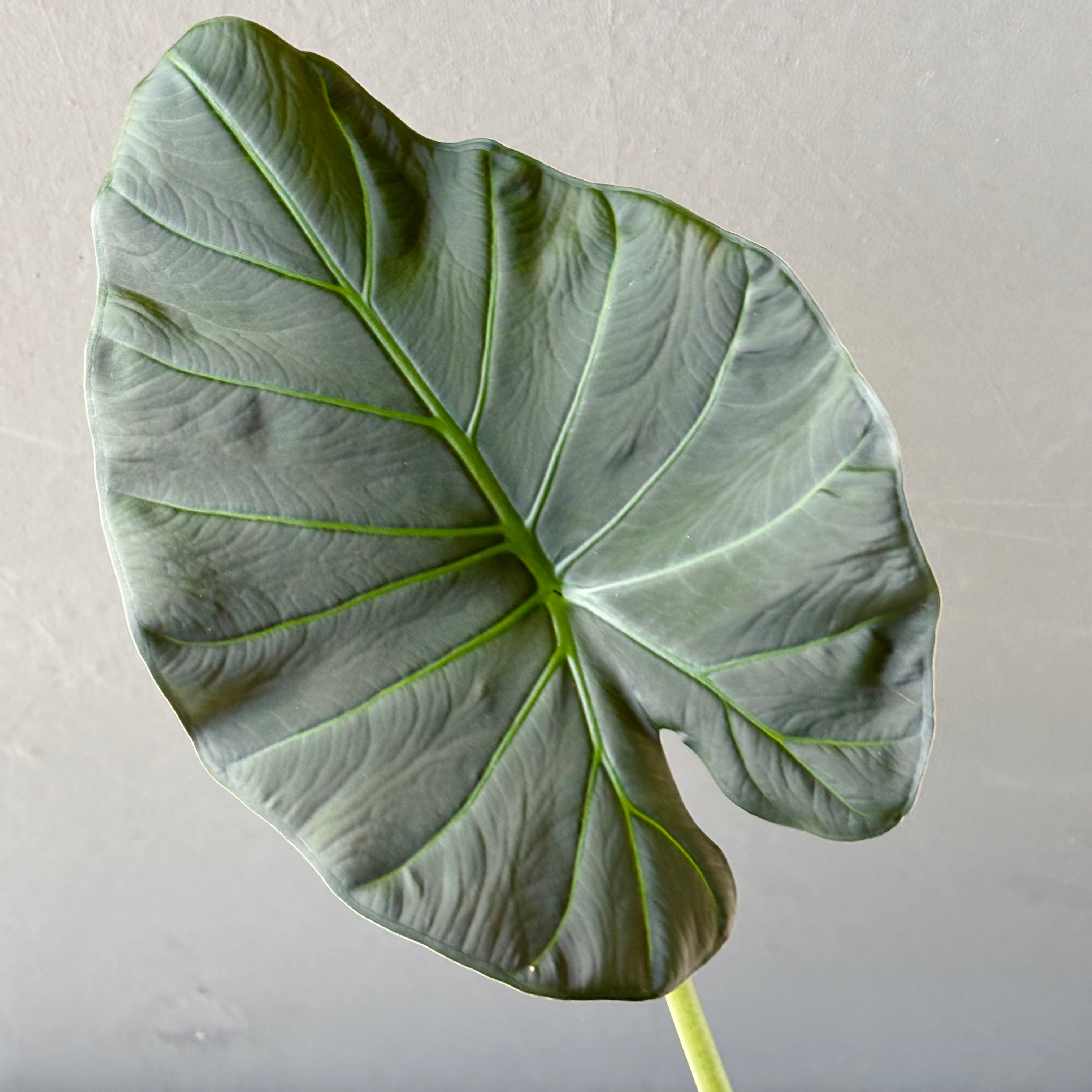 Large Alocasia Regal Shield Plant