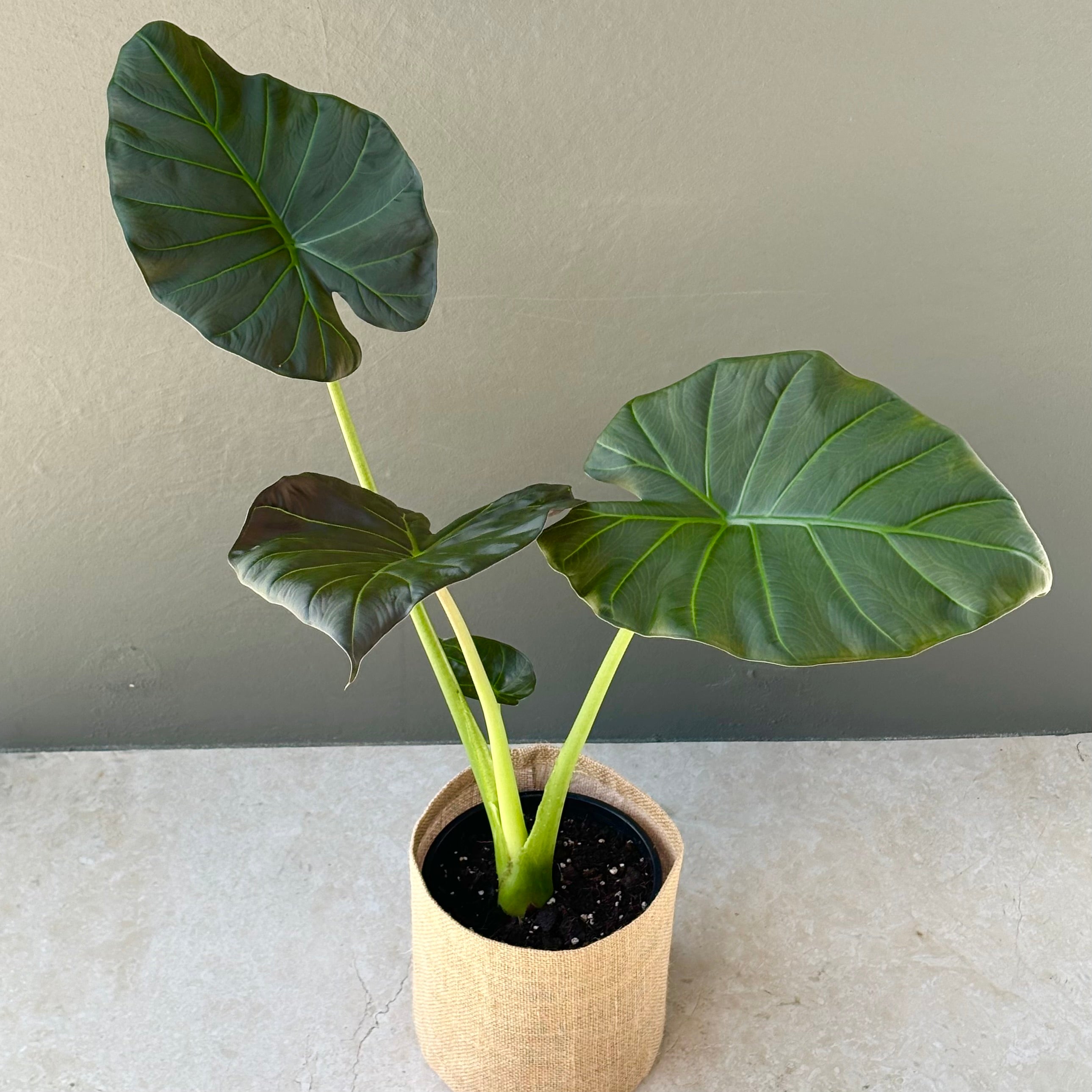 Large Alocasia Regal Shield Plant