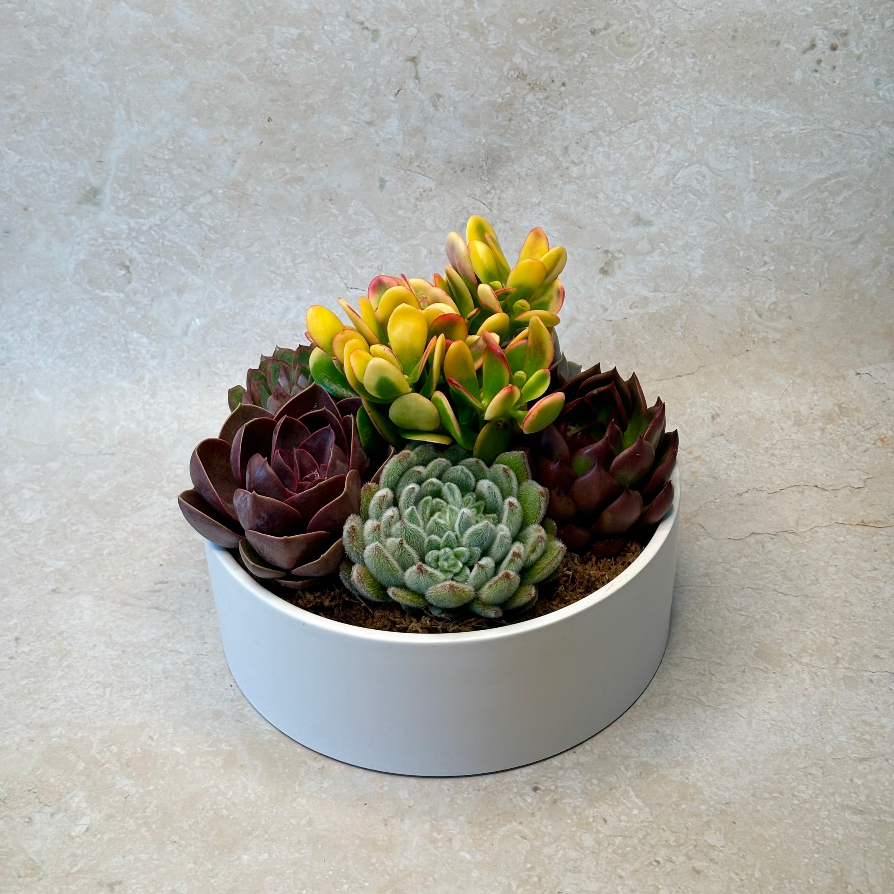 Same day online indoor plant delivery Melbourne | Same day online gift delivery | Same day online succulent plant delivery