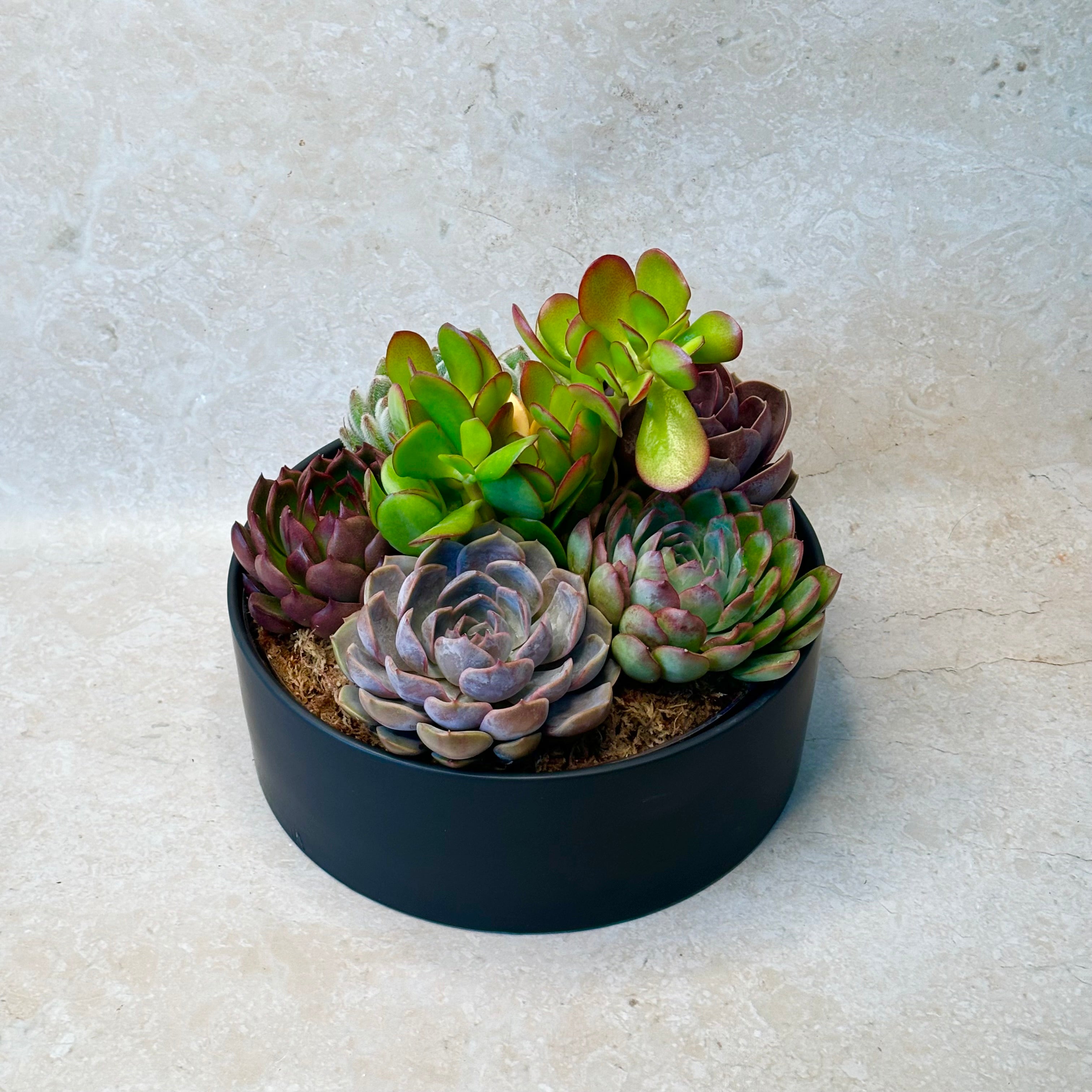 Same day online indoor plant delivery Melbourne | Same day online gift delivery | Same day online succulent plant delivery