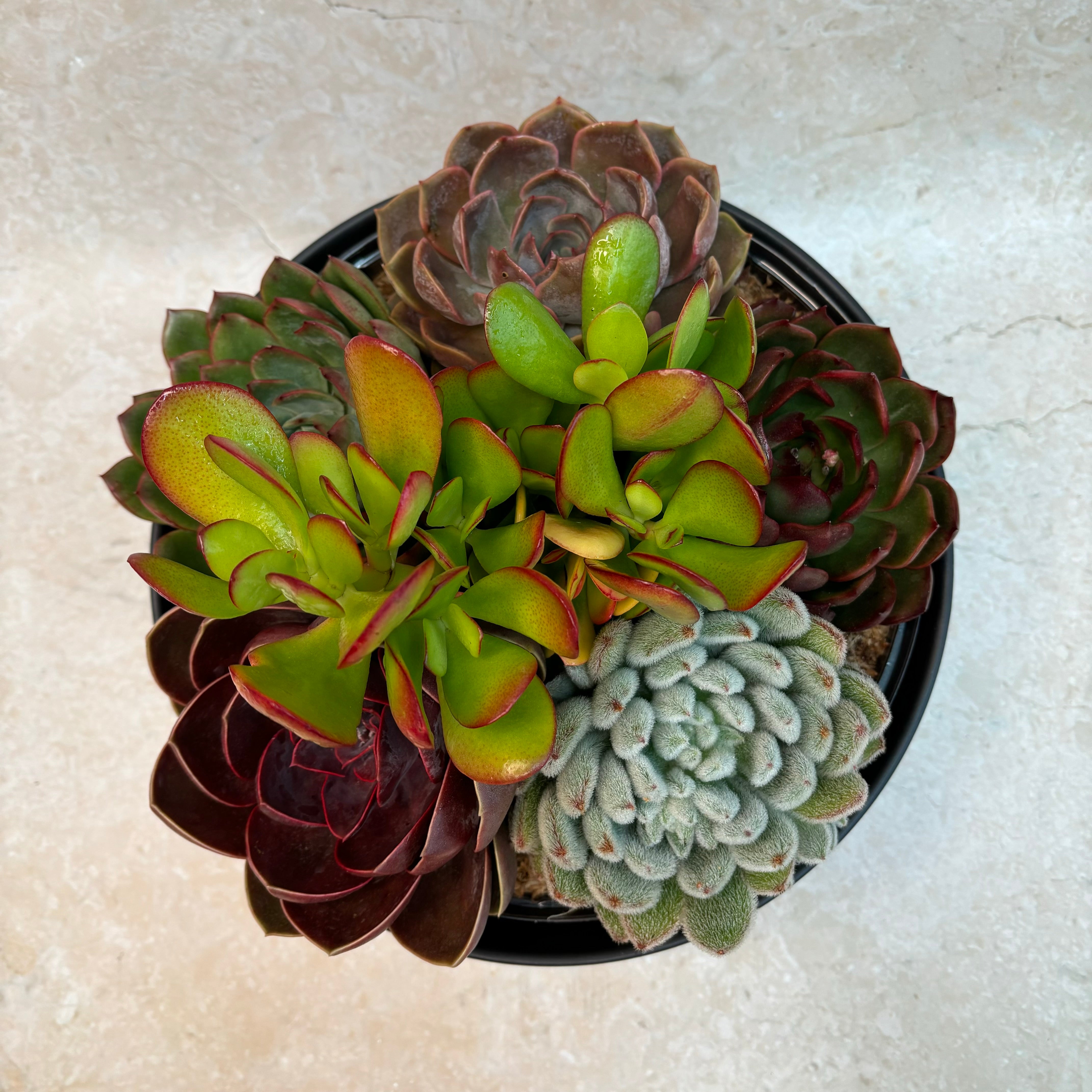 Premium - Large Potted Succulent Garden