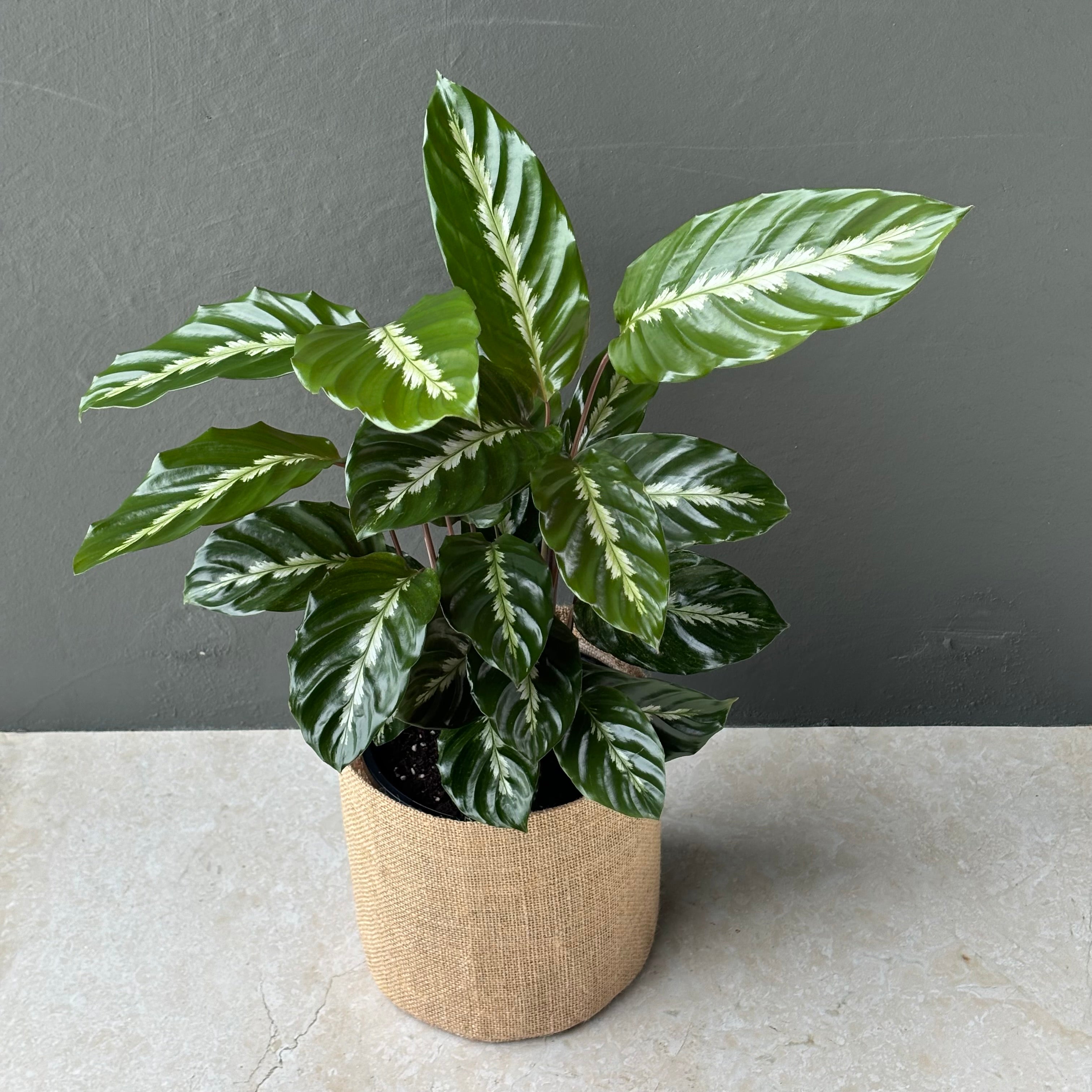 Same day indoor plant delivery Melbourne & Geelong | Same day gift delivery Melbourne and Australia wide | Calathea Maui Queen