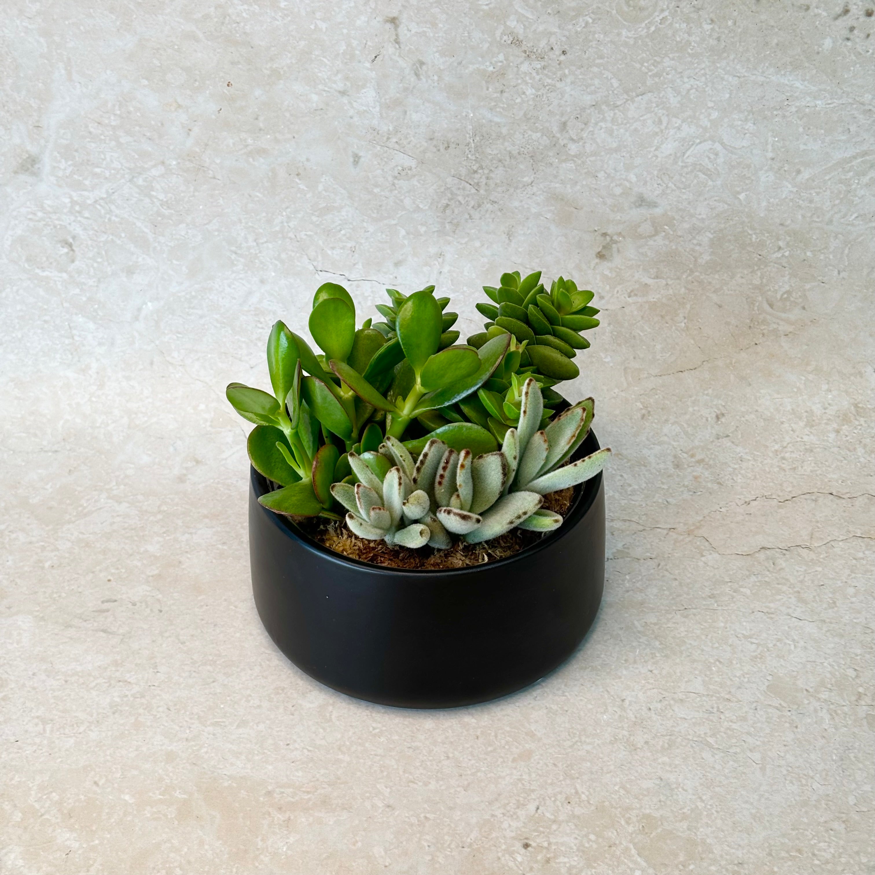 Same day online indoor plant delivery Melbourne | Same day online gift delivery | Same day online succulent plant delivery