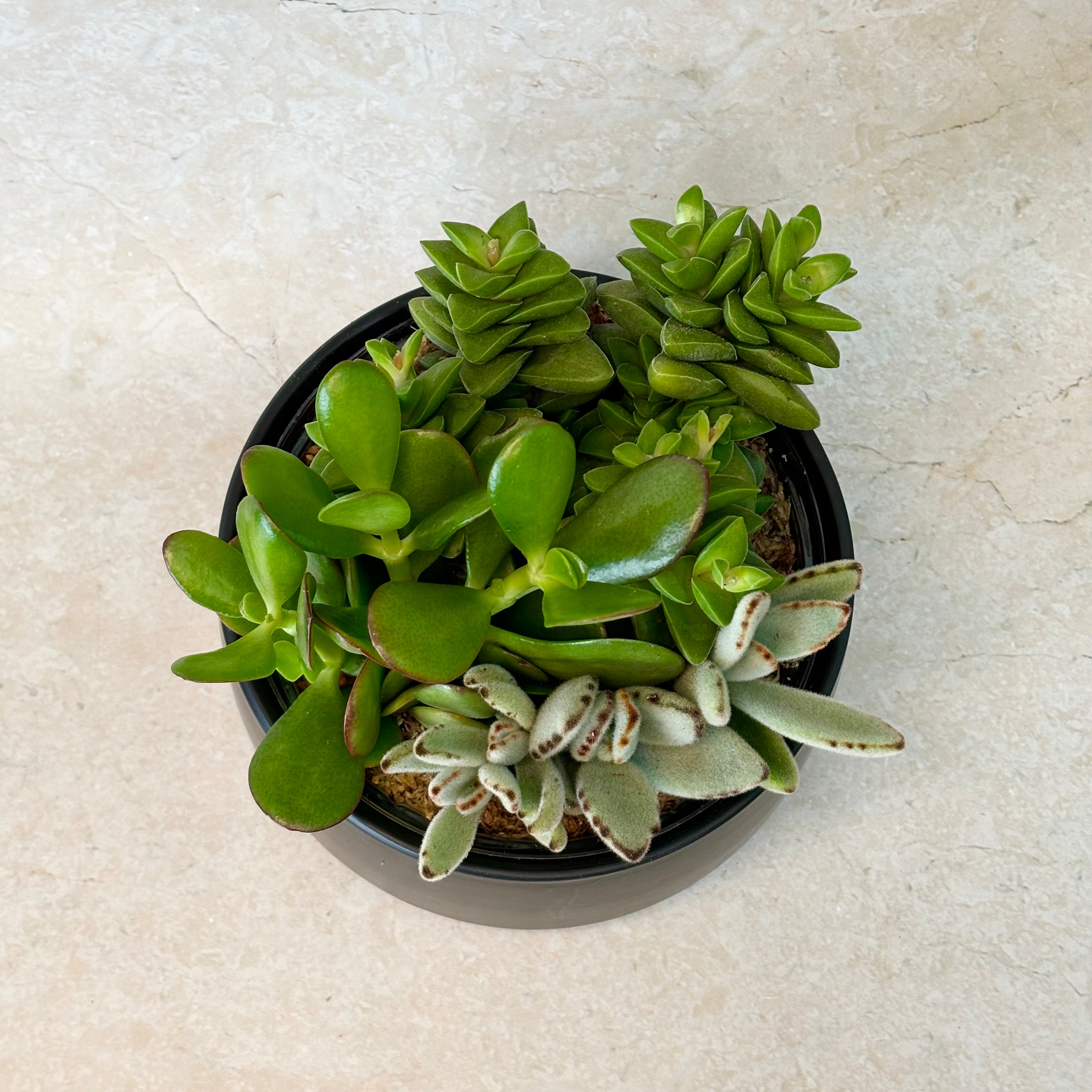 Same day online indoor plant delivery Melbourne | Same day online gift delivery | Same day online succulent plant delivery