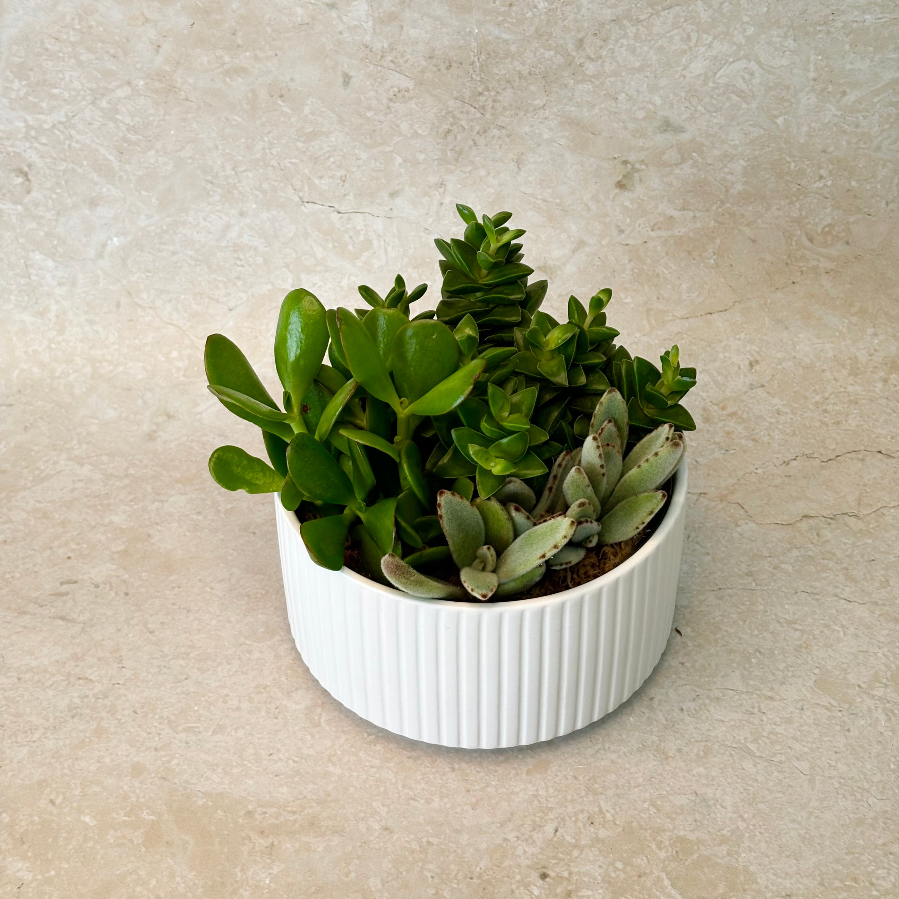 Same day online indoor plant delivery Melbourne | Same day online gift delivery | Same day online succulent plant delivery