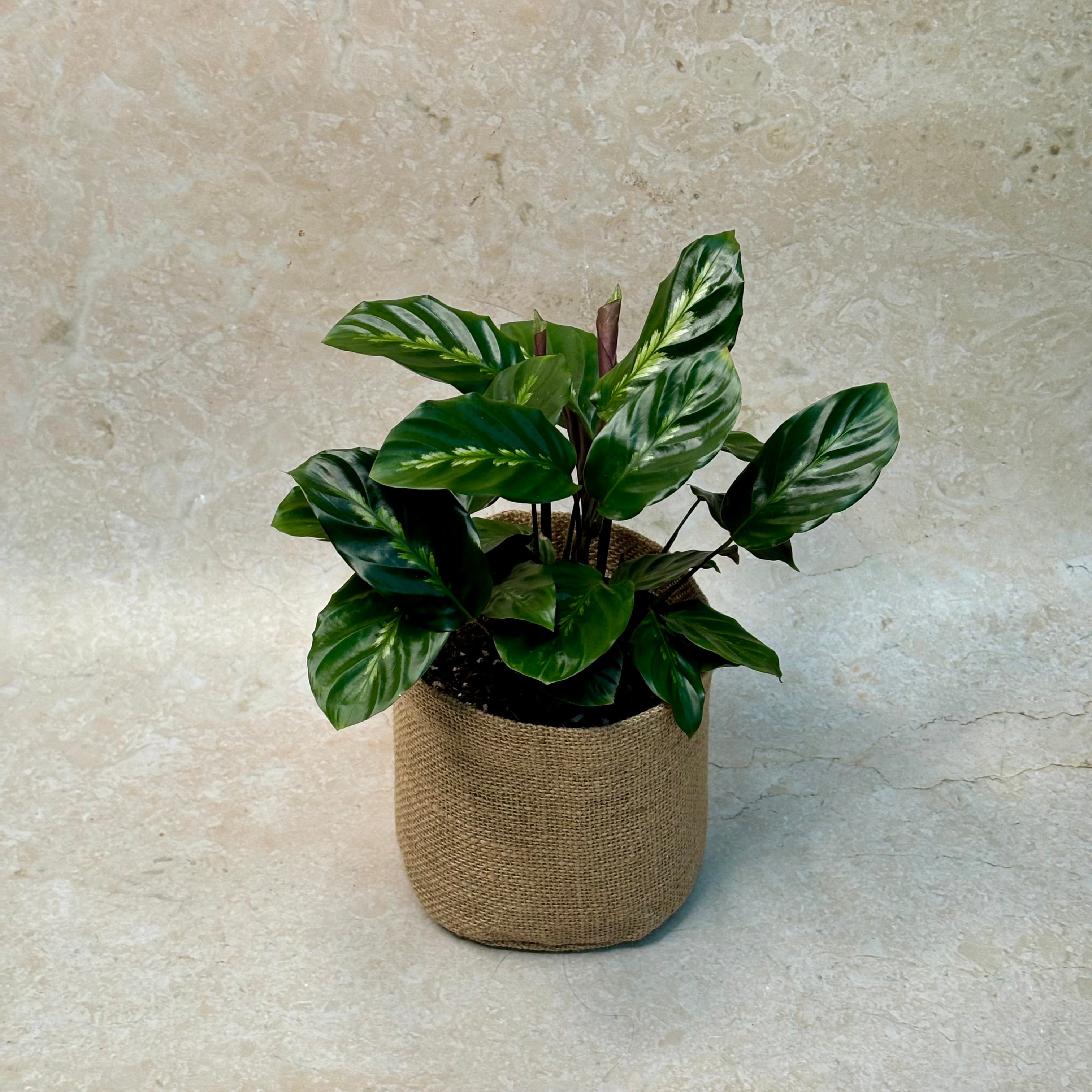 Same day indoor plant delivery Melbourne & Geelong | Same day gift delivery Melbourne and Australia wide | Calathea Maui Queen