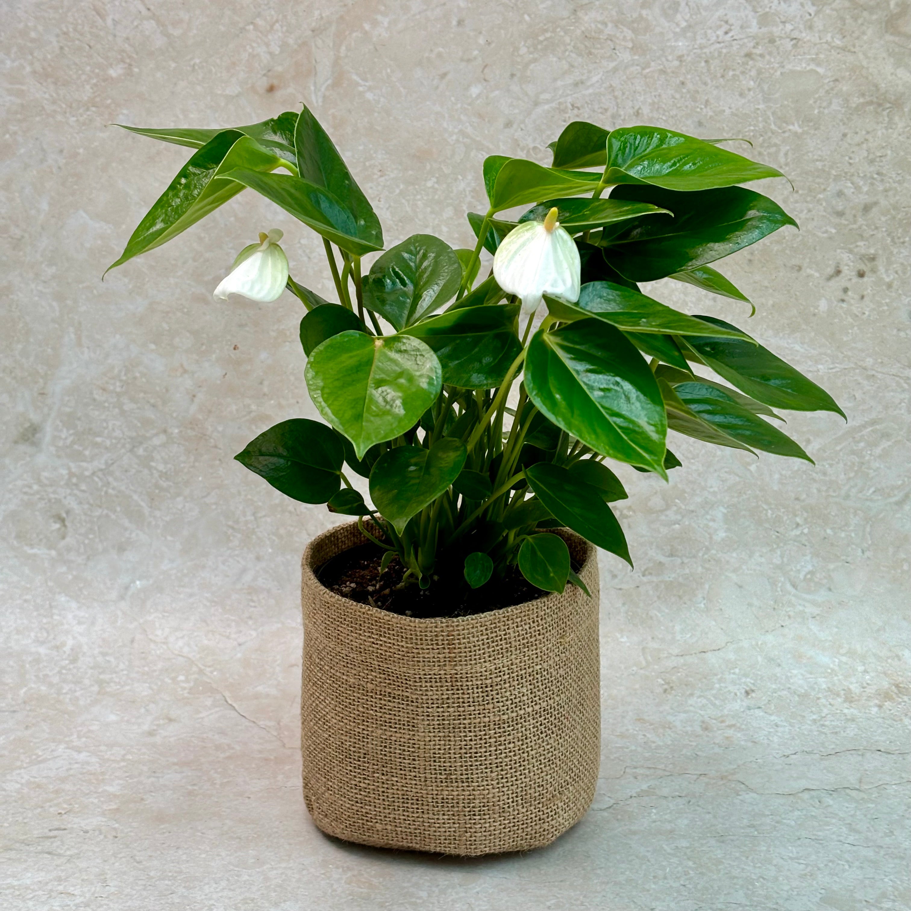 Same Day Plant Delivery | Online Gift Delivery | Anthurium Plant / Same day plant delivery Melbourne & Geelong